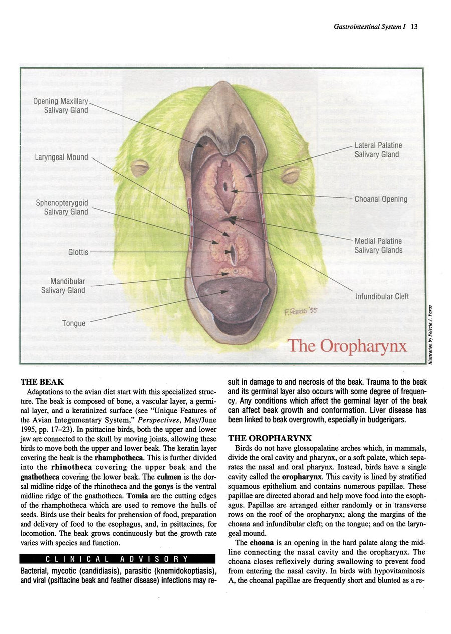 Preview page of Practical Avian Medicine: The Compendium Collection