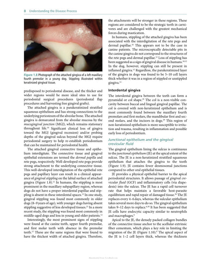 Veterinary Periodontology