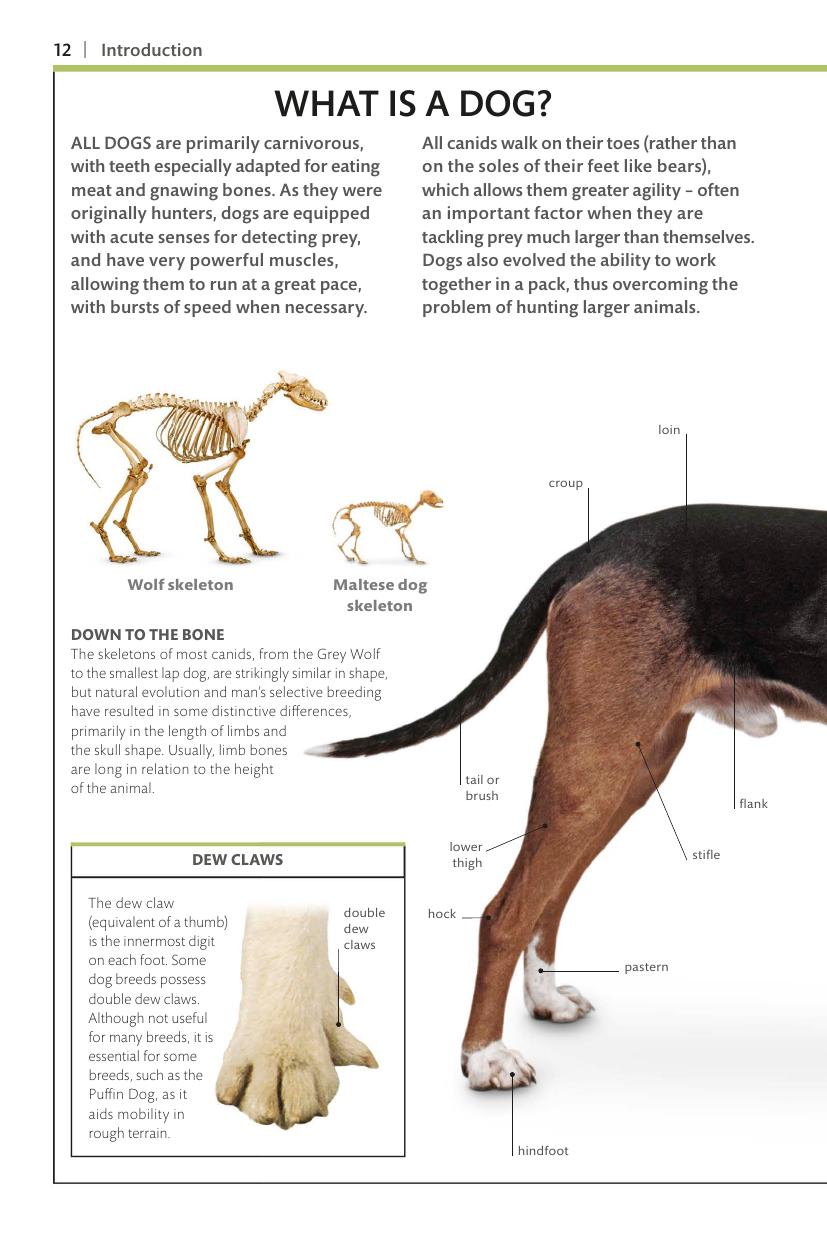 Dogs Dk Handbooks