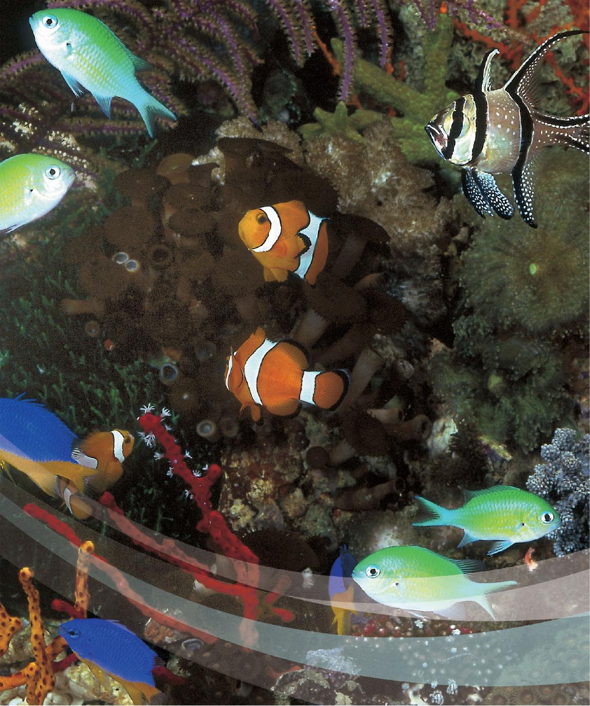 Encyclopedia Of Aquarium And Pond Fish