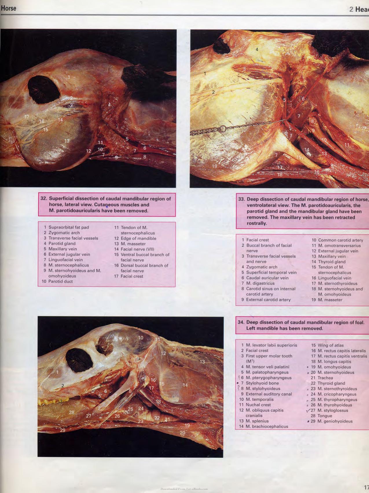 Color Atlas Of Large Animal Applied Anatomy 1St Edition
