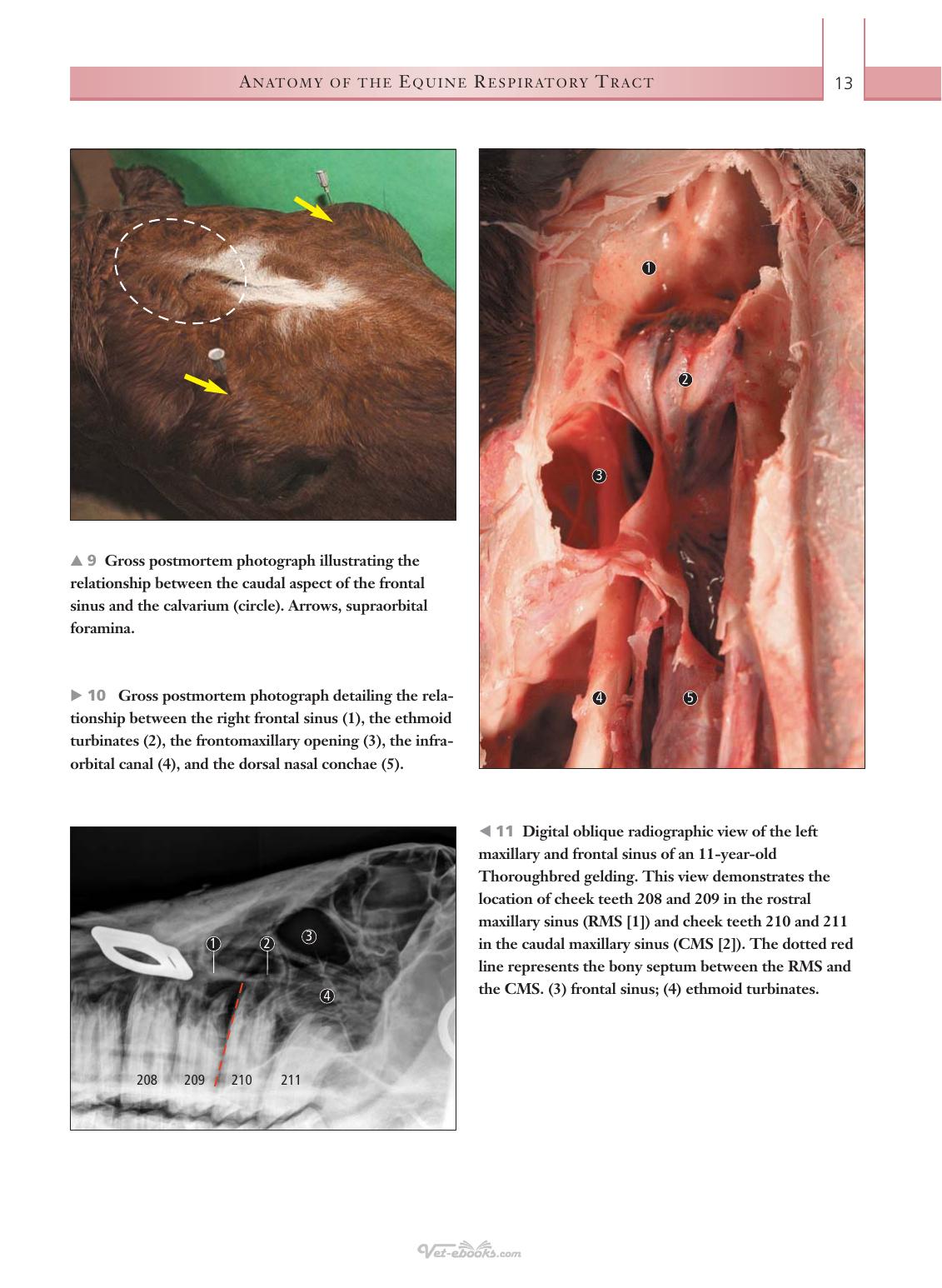 Respiratory Diseases Of The Horse A Problem Oriented Approach To Diagnosis And Management