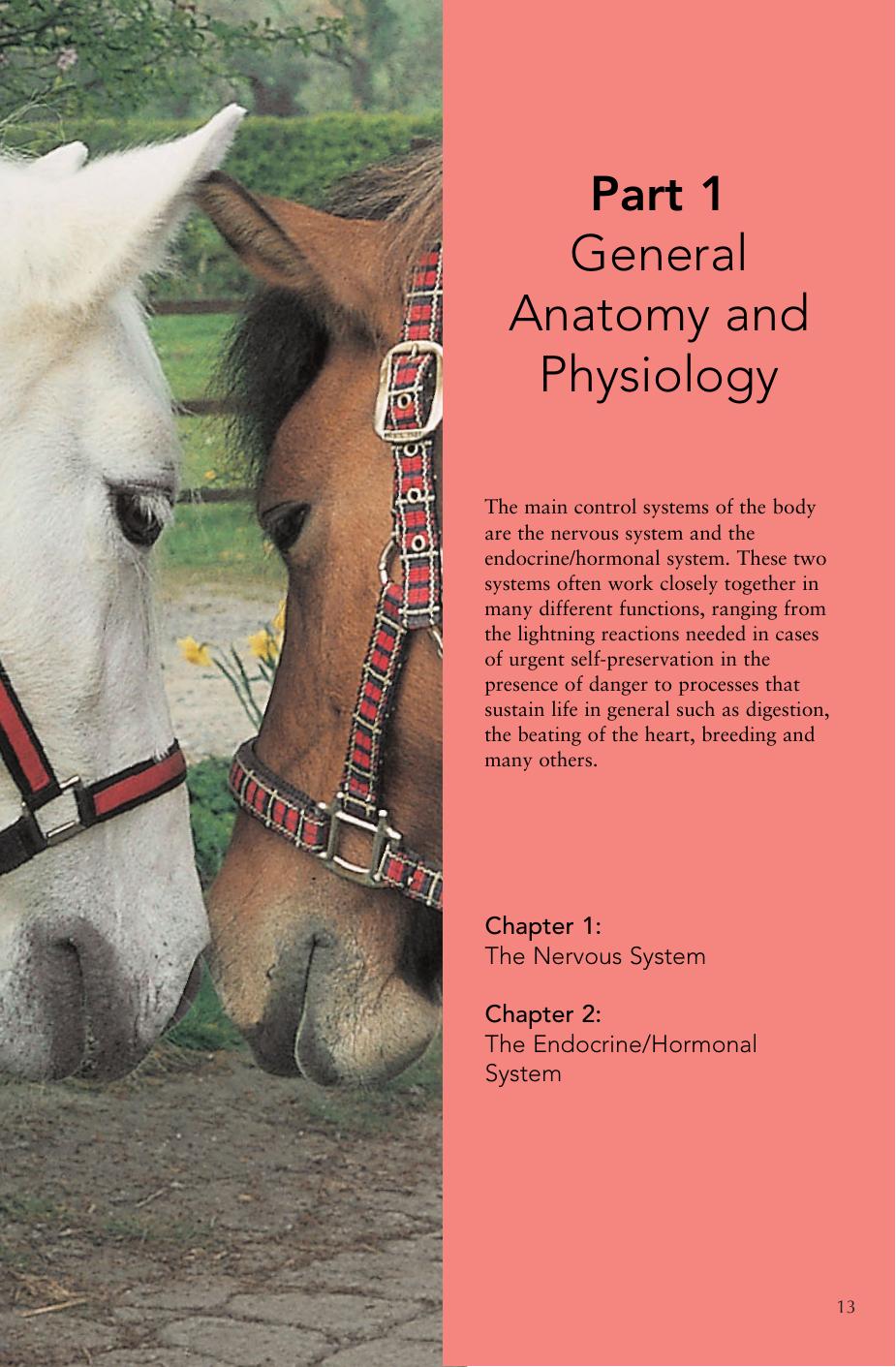 Horse Senses