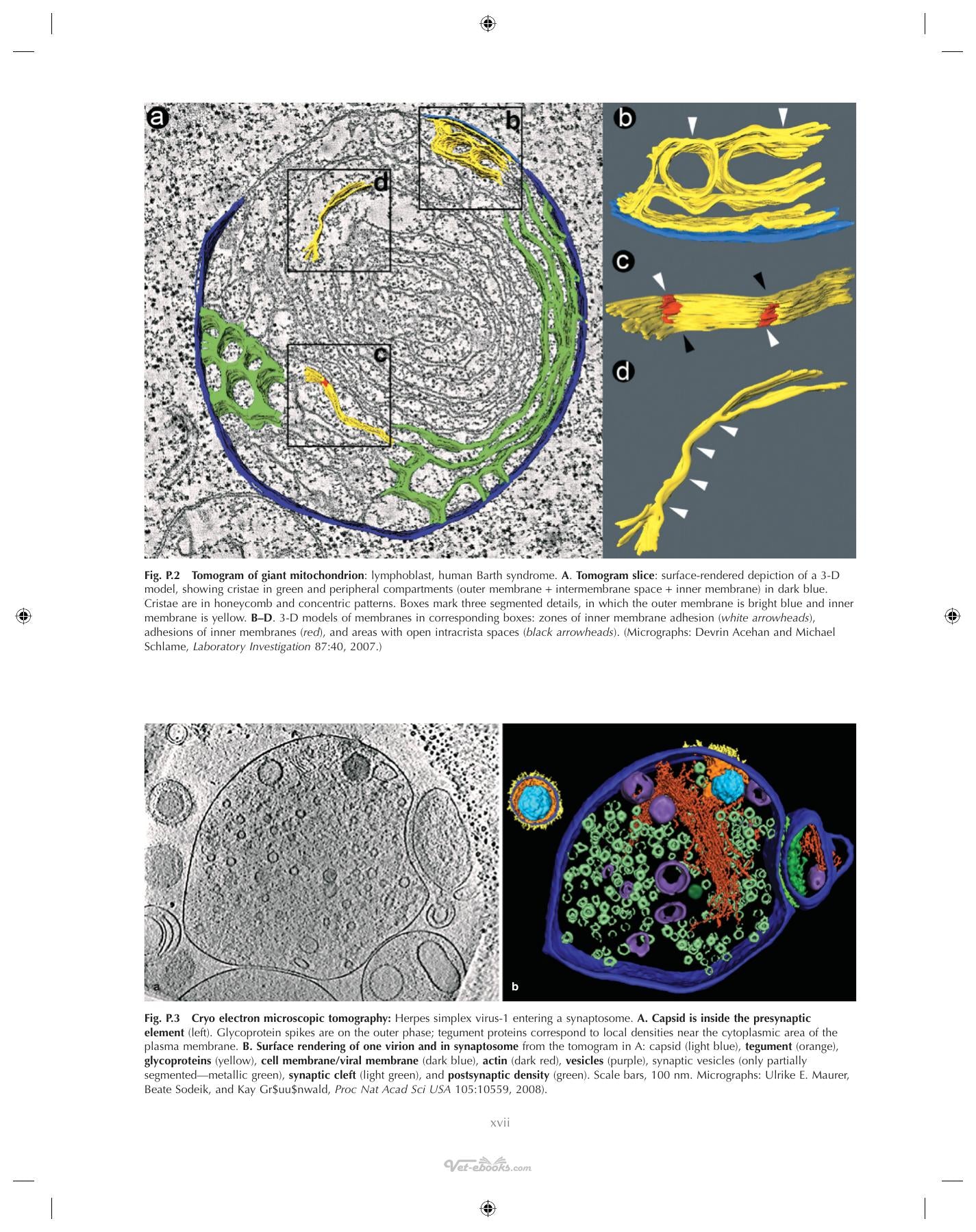 Ultrastructural Pathology The Comparative Cellular Basis Of Disease 2Nd Edition