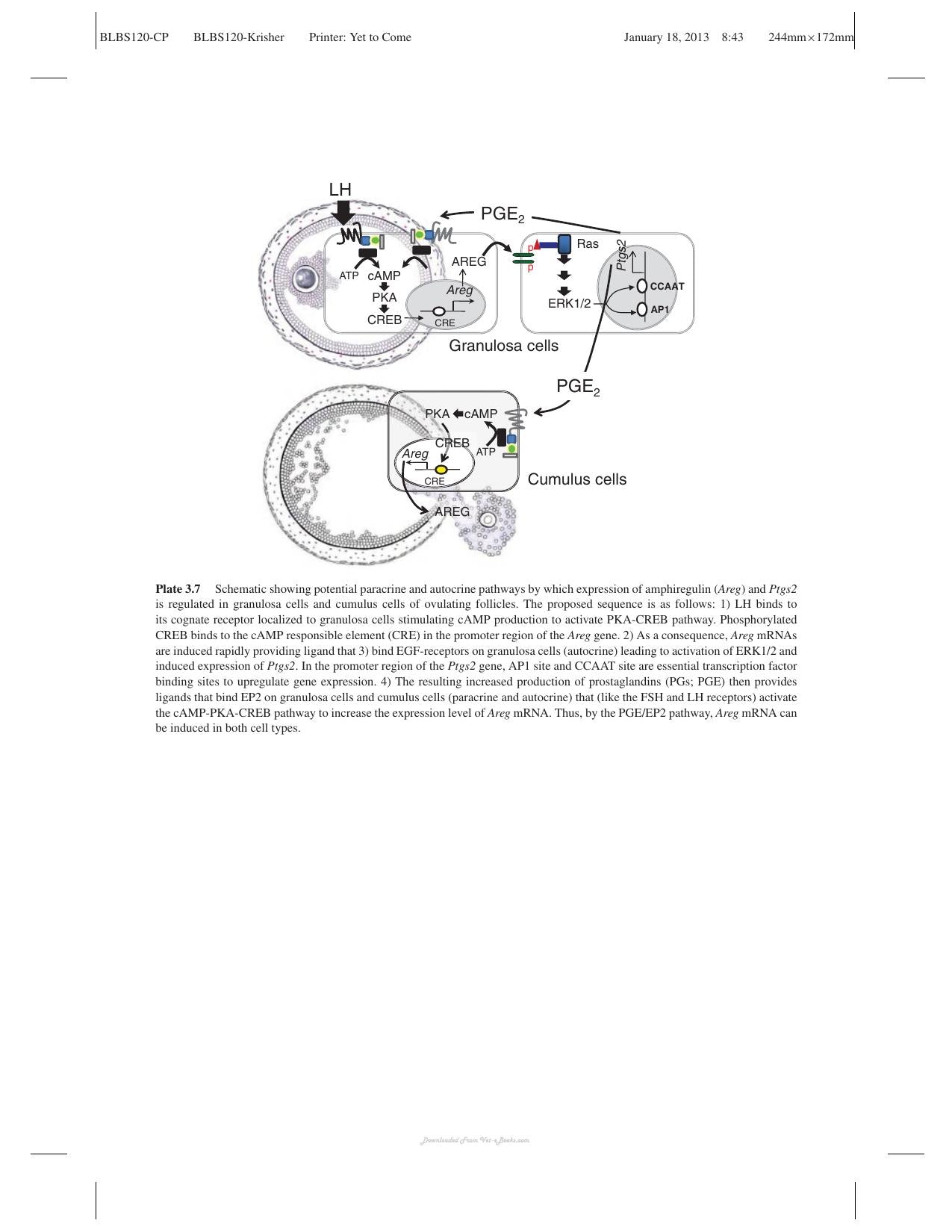 Oocyte Physiology And Development In Domestic Animals