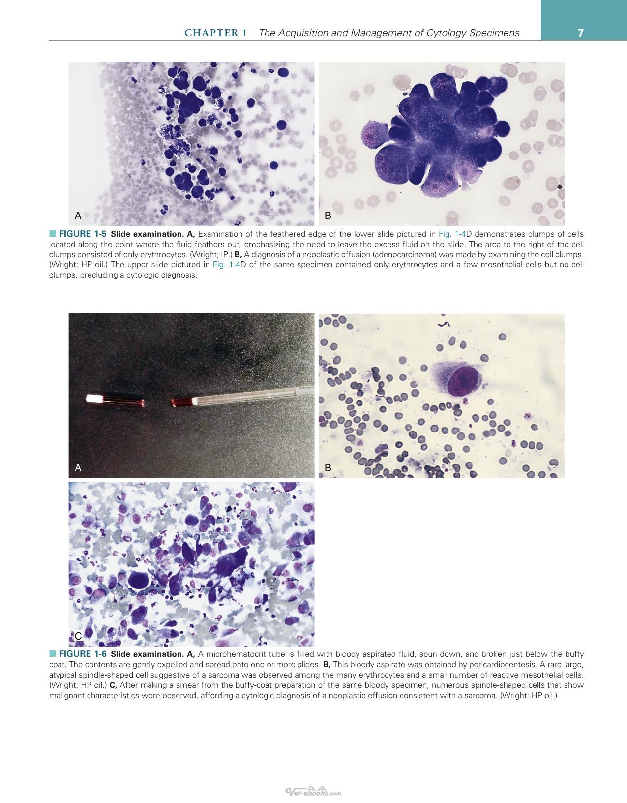 Canine And Feline Cytology A Color Atlas And Interpretation Guide 3Rd Edition