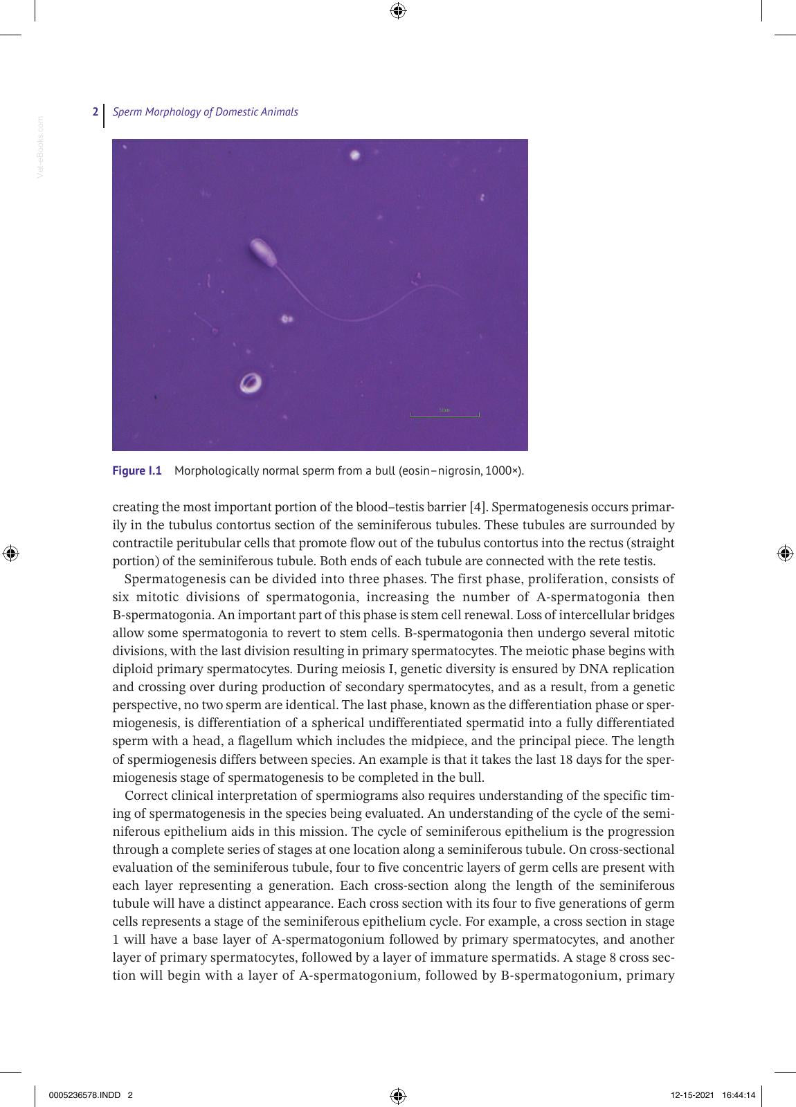 Sperm Morphology Of Domestic Animals