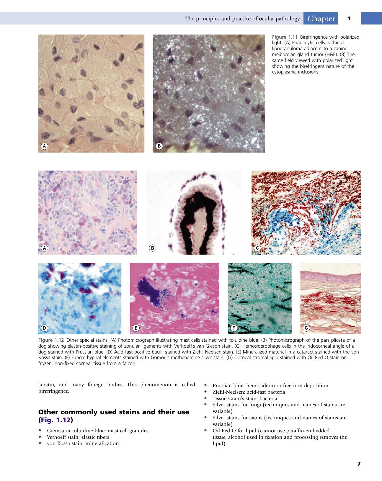 Veterinary Ocular Pathology A Comparative Review