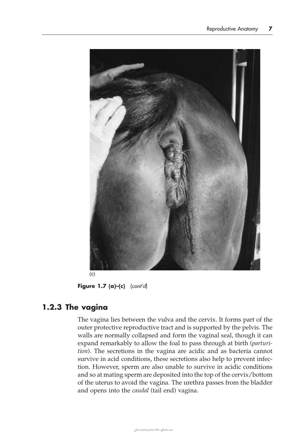 Breeding Horses