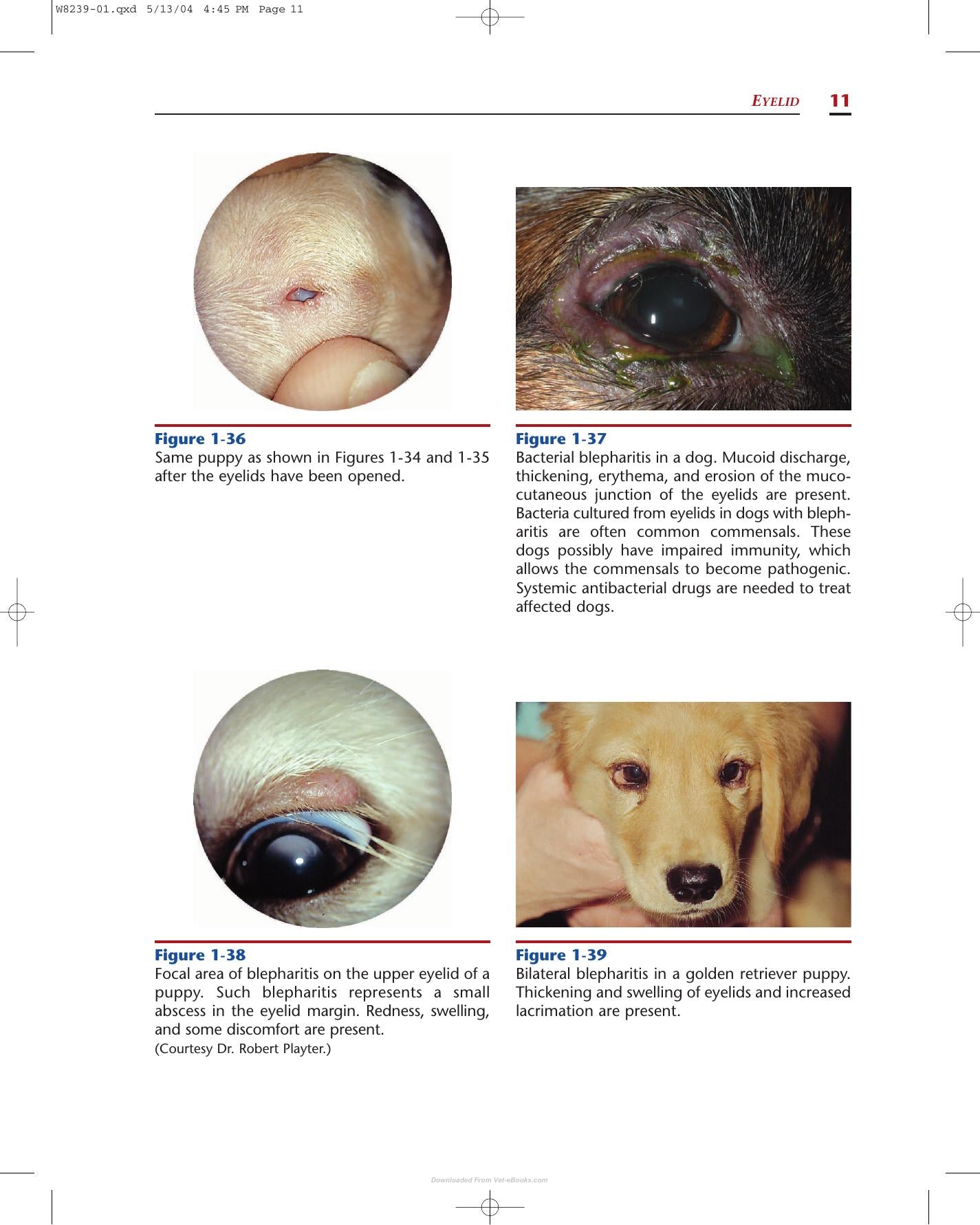 Color Atlas Of Canine And Feline Ophthalmology