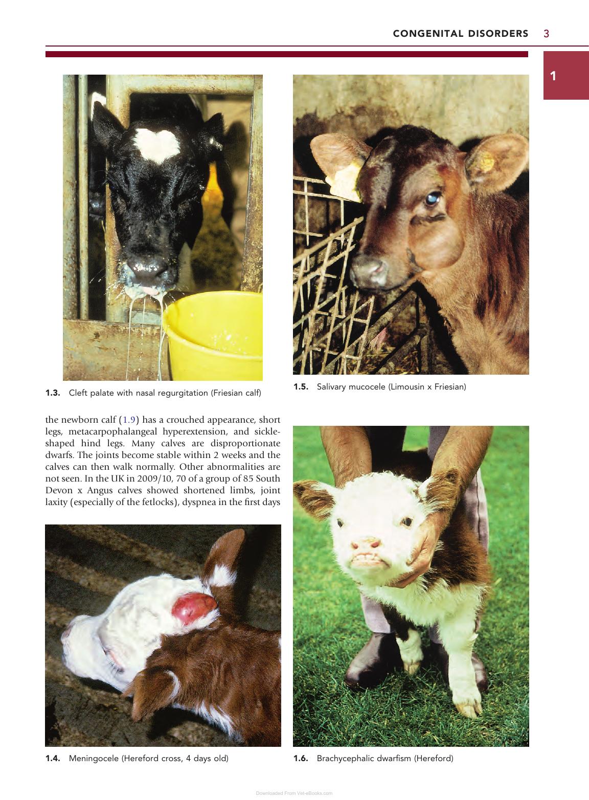 Color Atlas Diseases Disorders Cattle 3Rd Edition