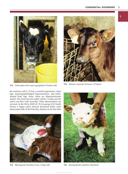 Color Atlas Diseases Disorders Cattle 3rd Edition