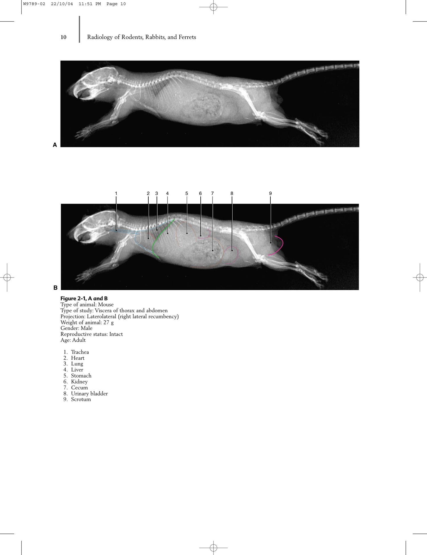 Radiology Of Rodents Rabbits And Ferrets An Atlas Of Normal Anatomy And Positioning