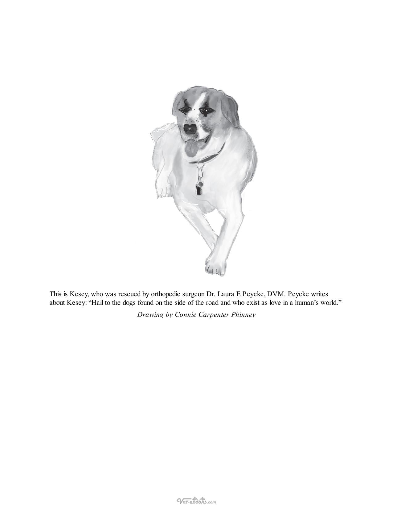 Dogs Demystified An A To Z Guide To All Things Canine