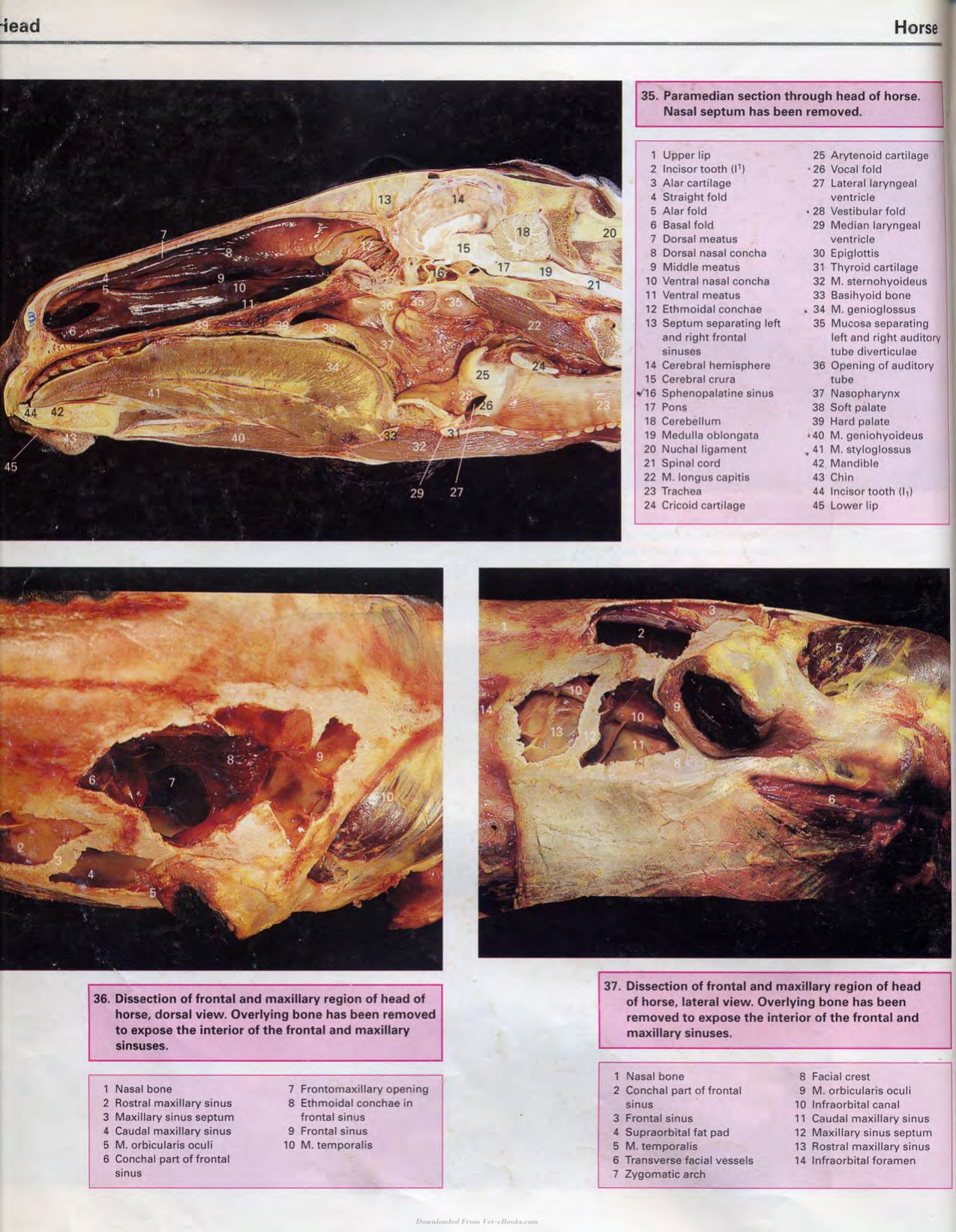 Color Atlas Of Large Animal Applied Anatomy 1St Edition