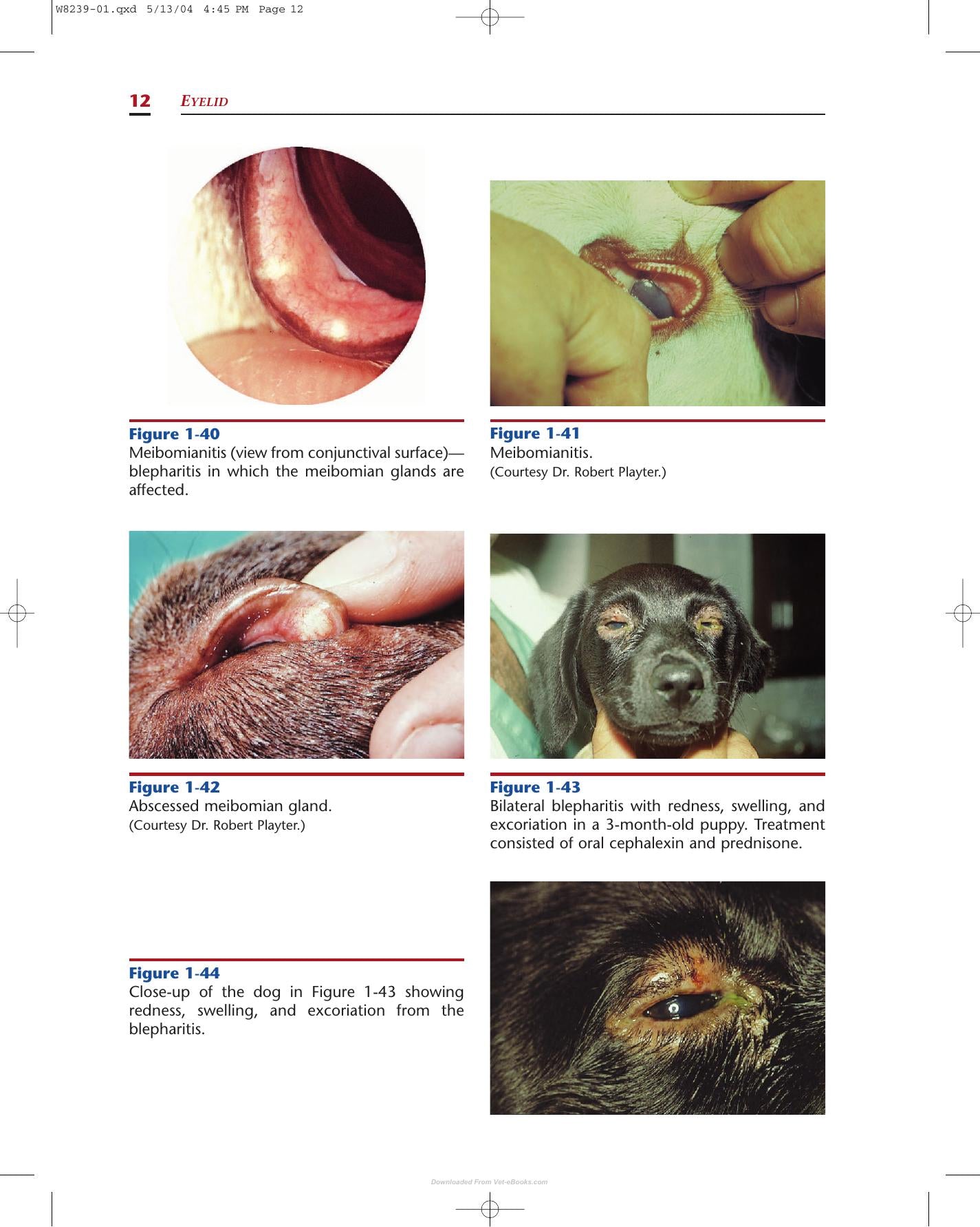 Color Atlas Of Canine And Feline Ophthalmology