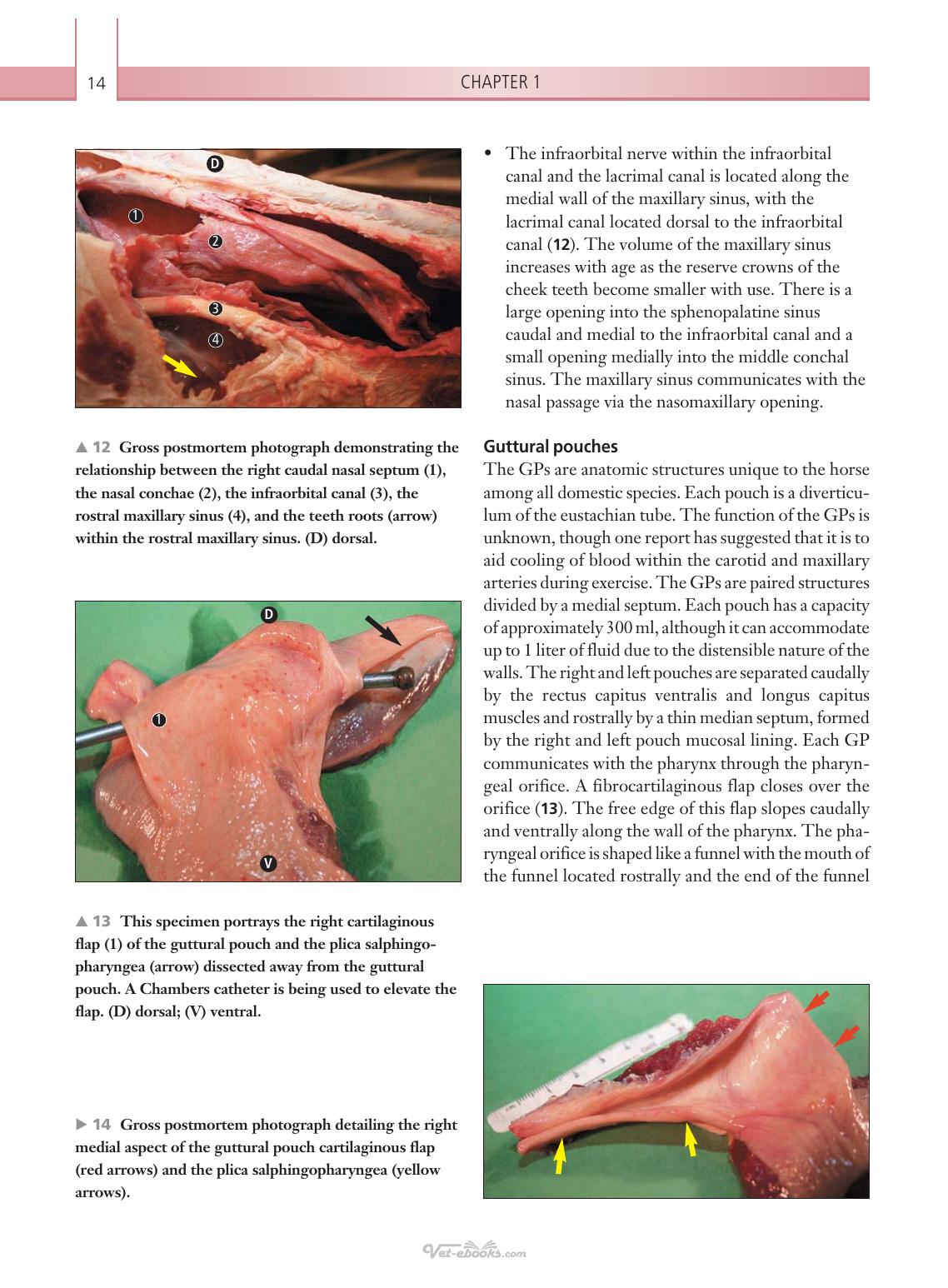 Respiratory Diseases Of The Horse A Problem Oriented Approach To Diagnosis And Management
