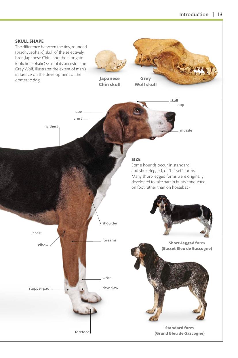 Dogs Dk Handbooks