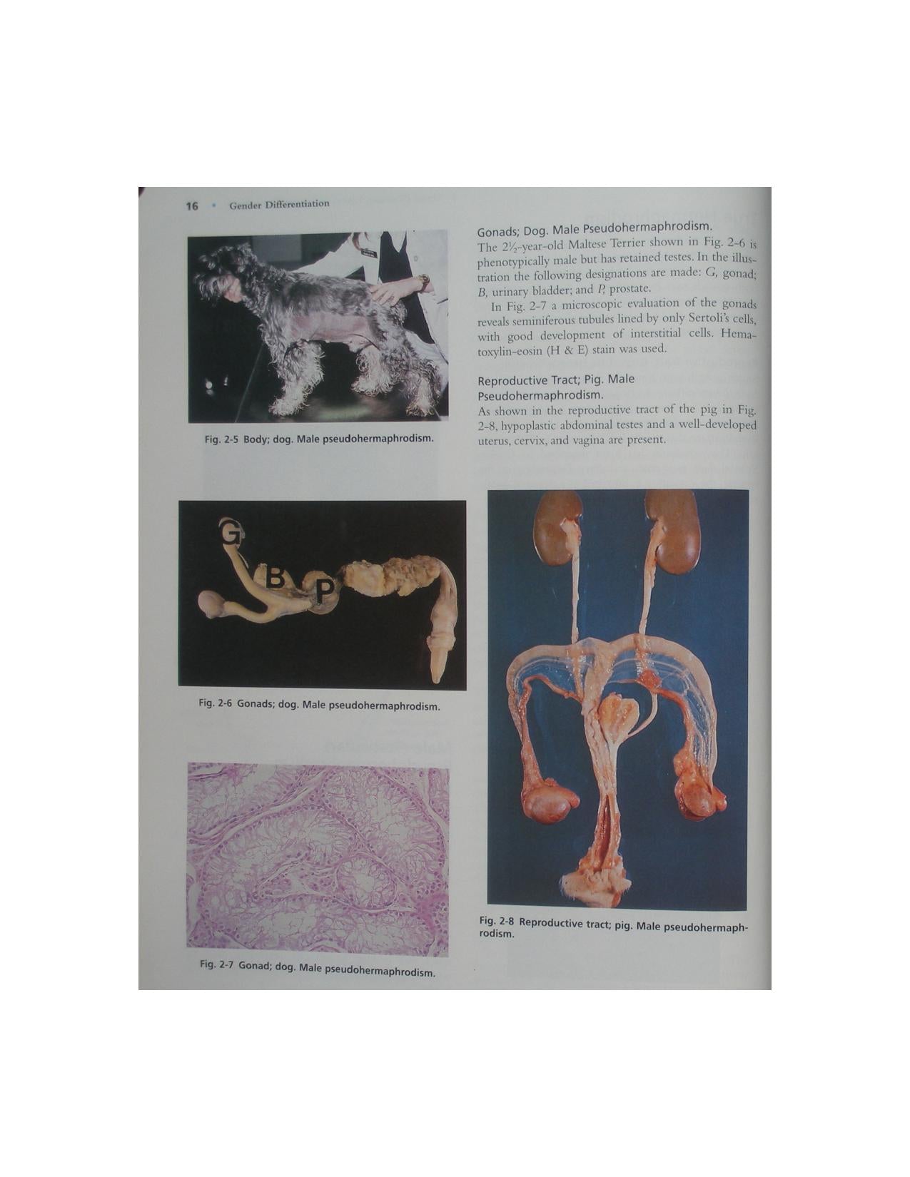 Color Atlas Of Reproductive Pathology Of Domestic Animals