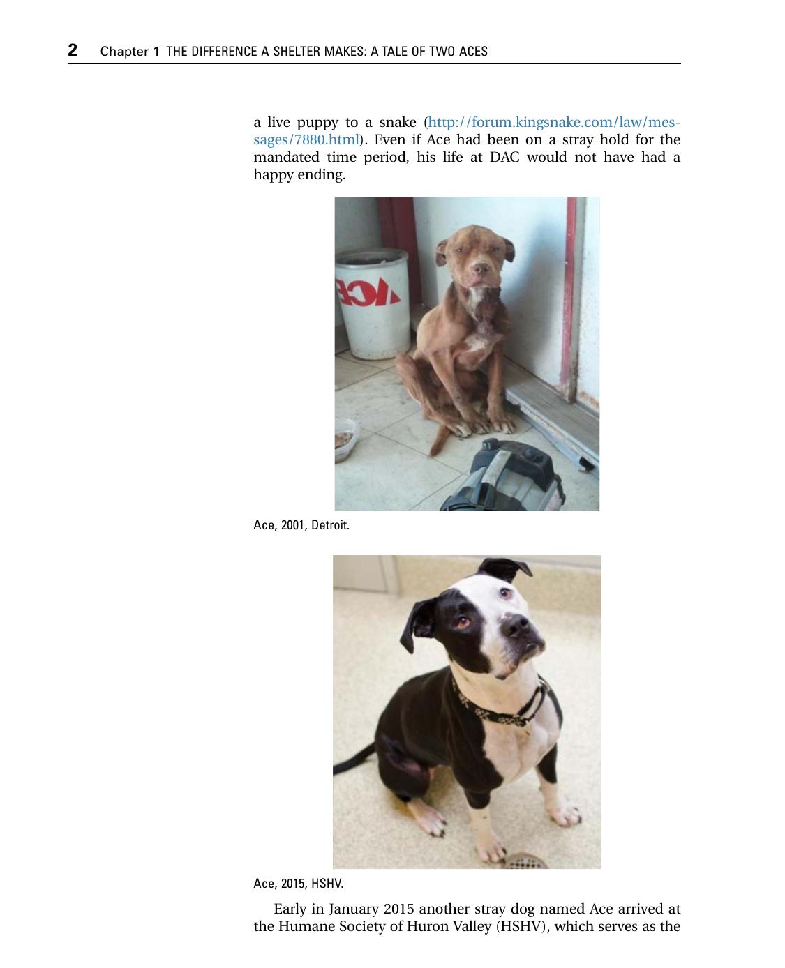 Strategies For Successful Animal Shelters