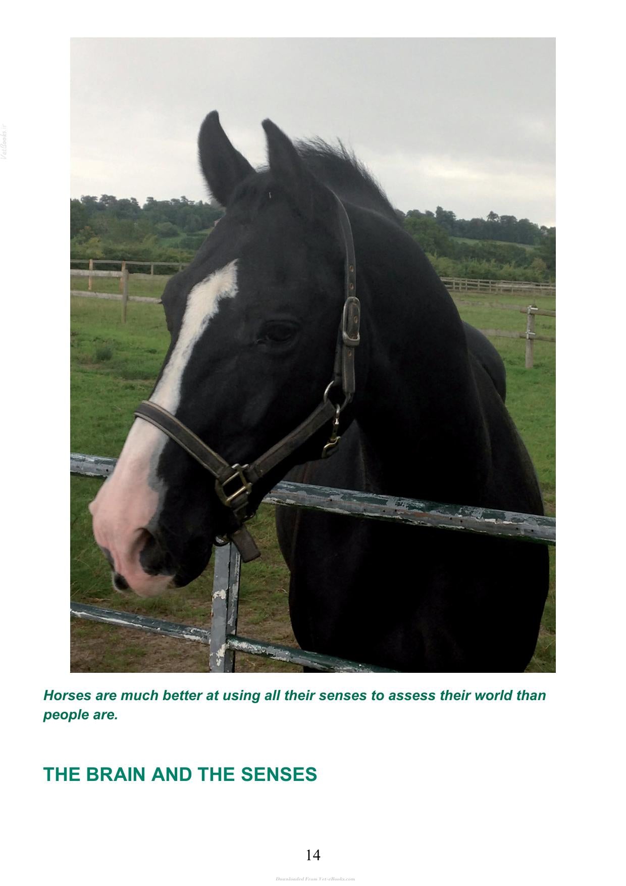 The Psychology Of Horsemanship Understanding The Horse And You