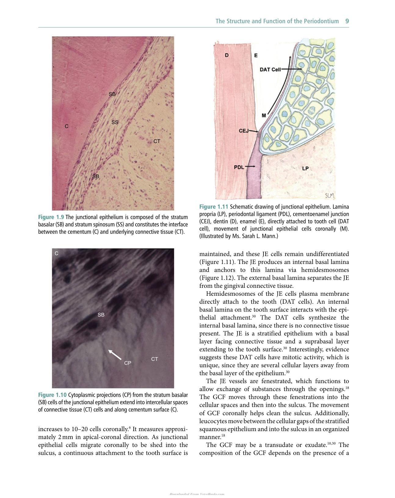 Veterinary Periodontology