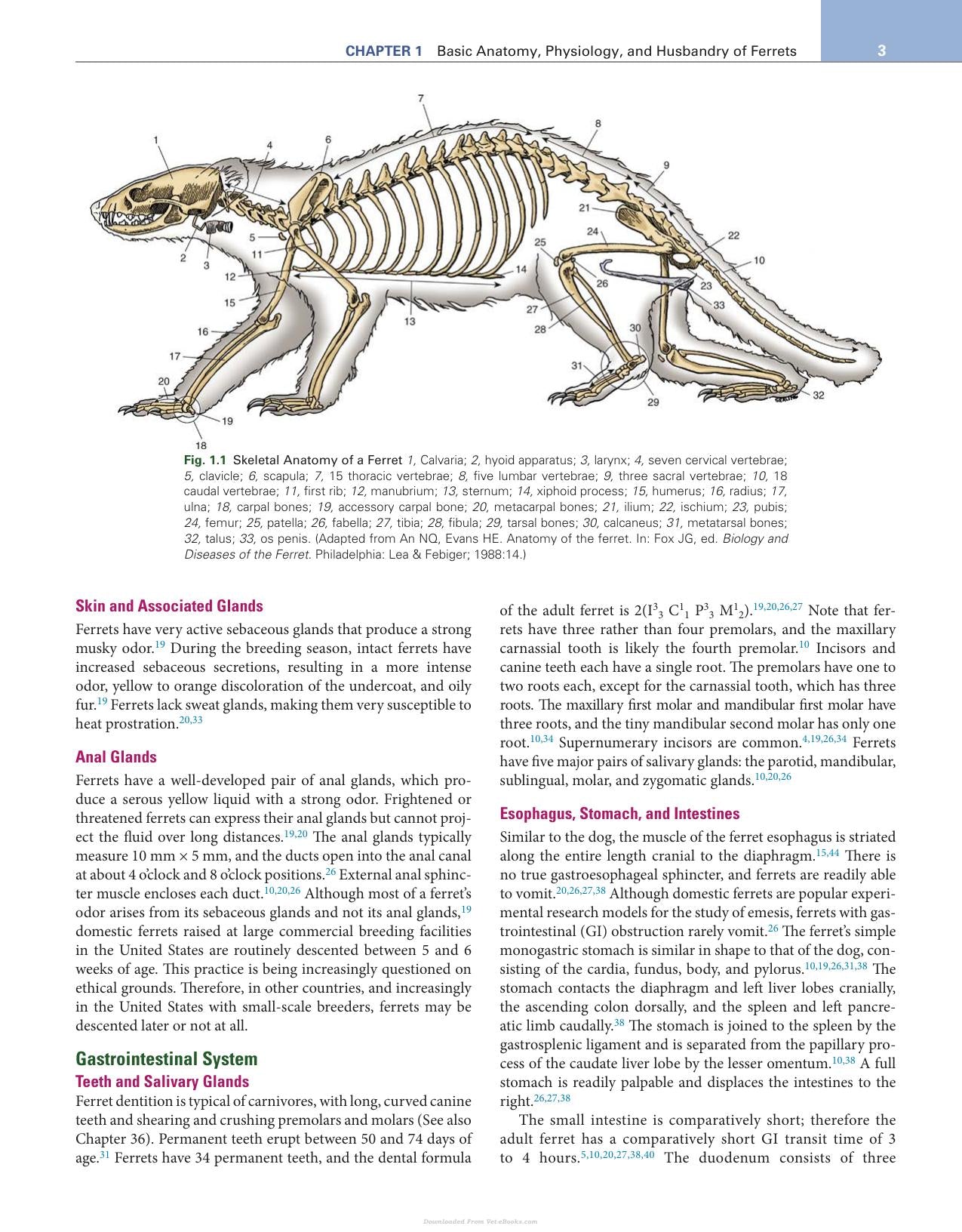 Ferrets Rabbits And Rodents Clinical Medicine And Surgery 4Th Edition