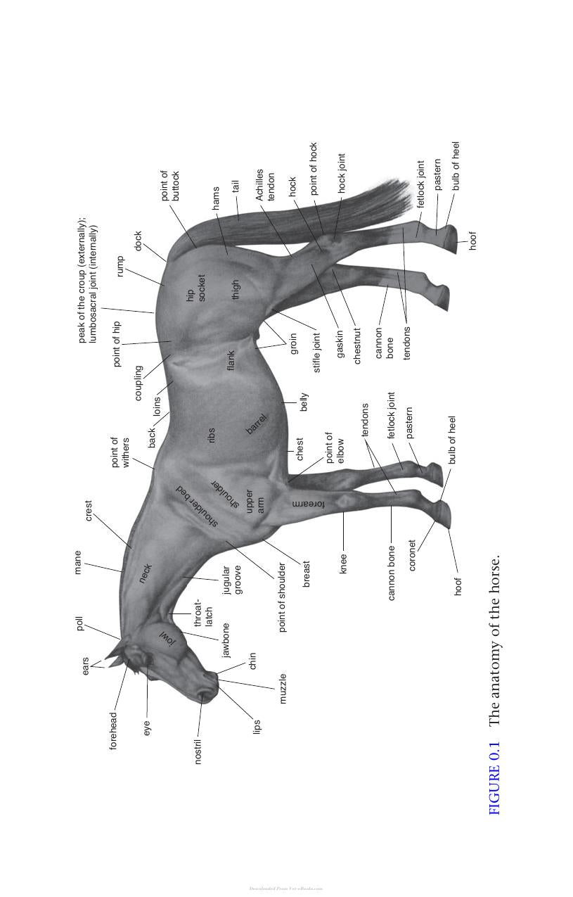 The Horse In The Ancient World From Bucephalus To The Hippodrome