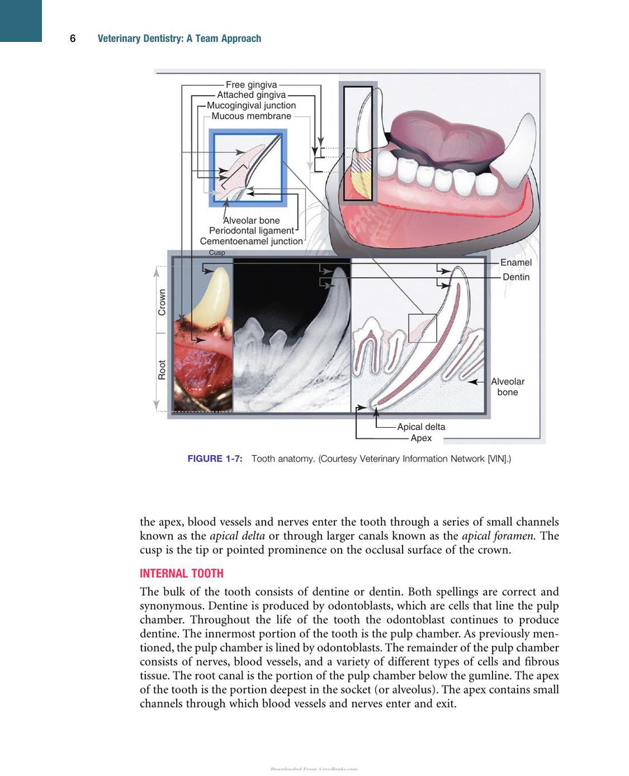 Preview page of Veterinary Dentistry a Team Approach 2nd Edition