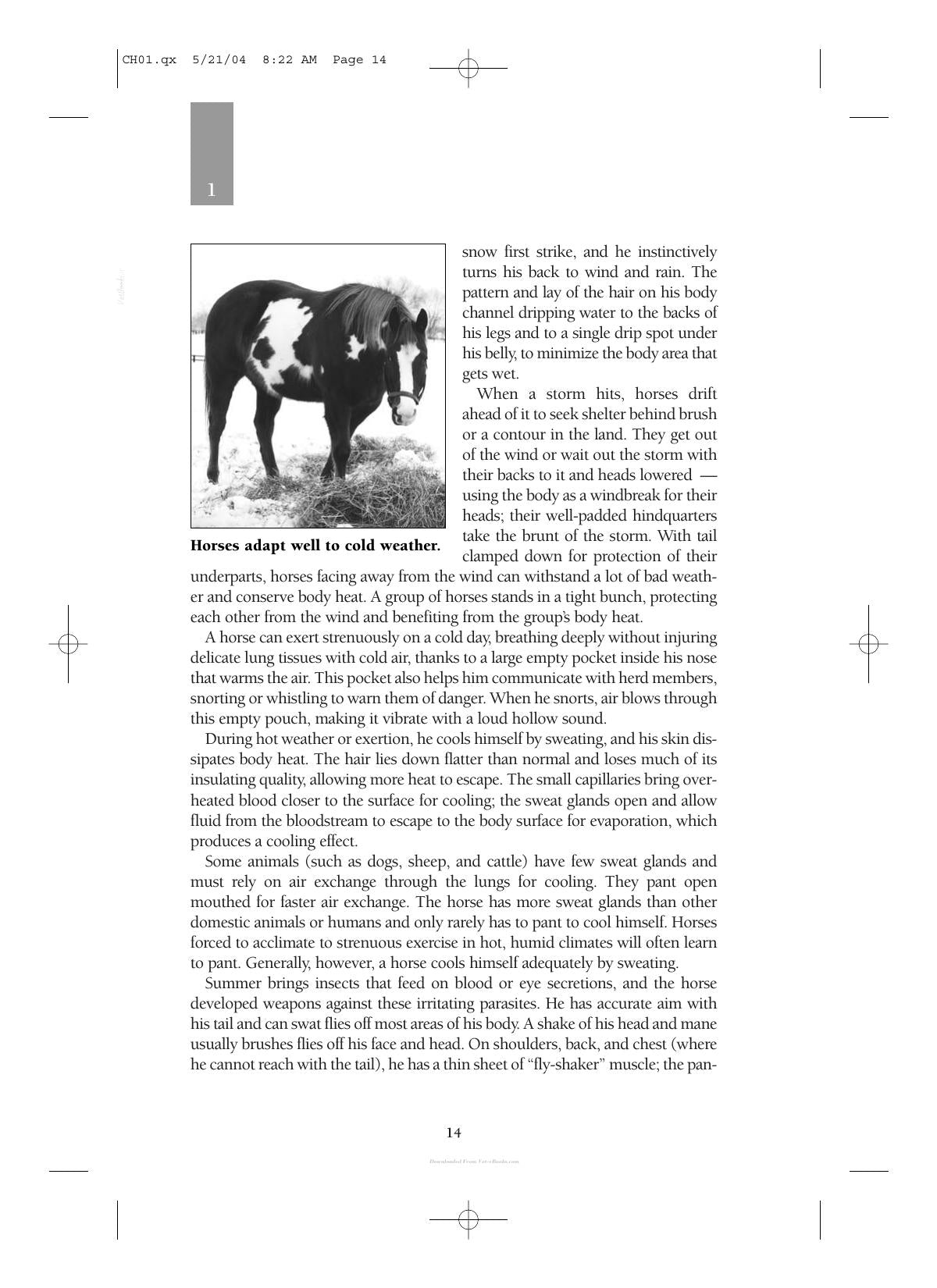 Care And Management Of Horses A Practical Guide For The Horse Owner