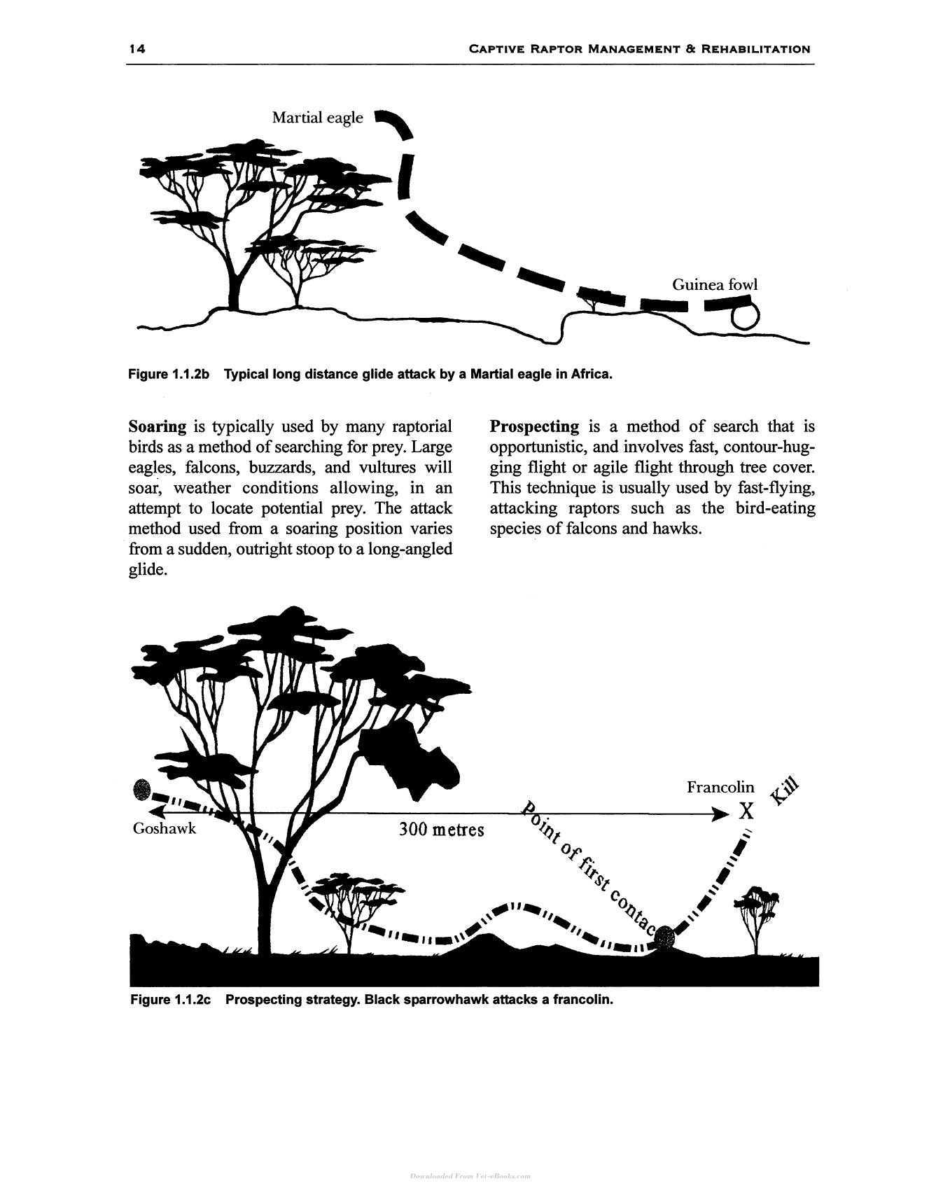 Captive Raptor Management And Rehabilitation
