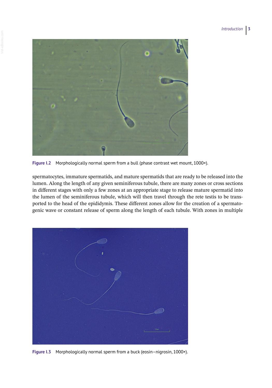 Sperm Morphology Of Domestic Animals