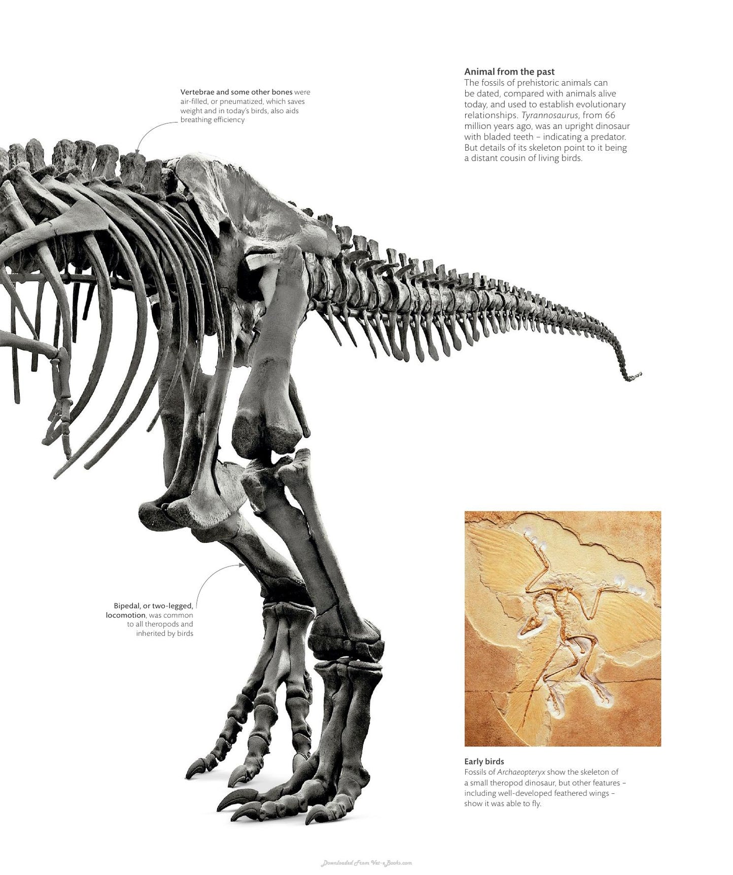 The Science Of Animals Inside Their Secret World