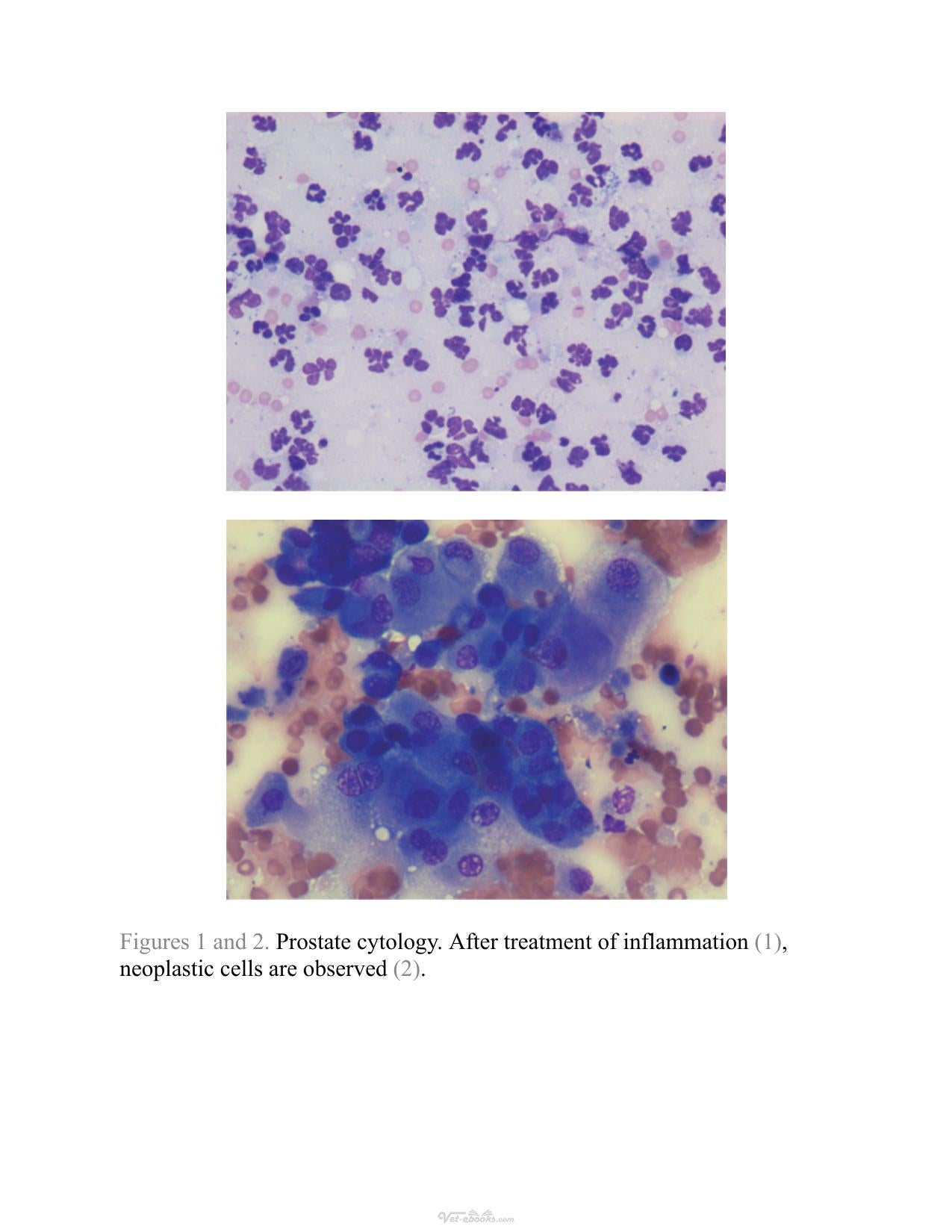 Atlas Of Diagnostic Cytology In Small Animals