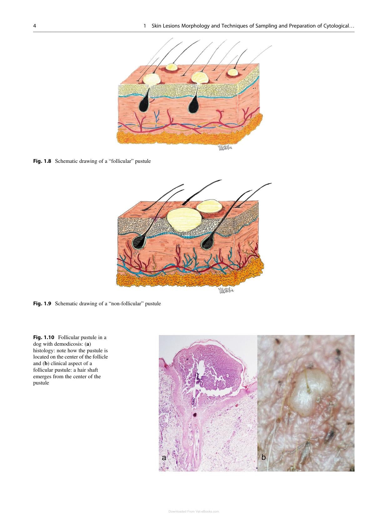 Canine And Feline Skin Cytology 2Nd Edition