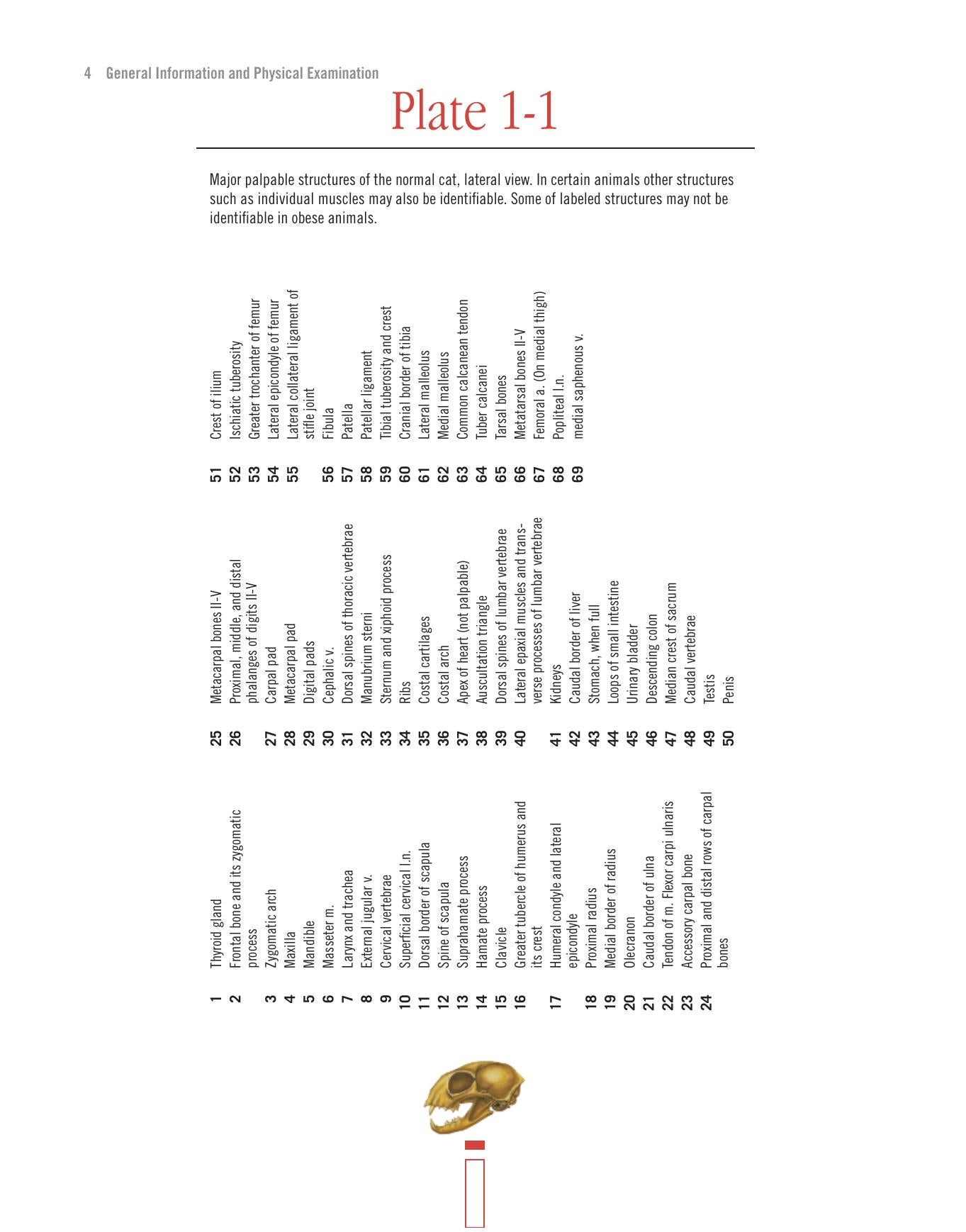 Atlas Of Feline Anatomy For Veterinarians