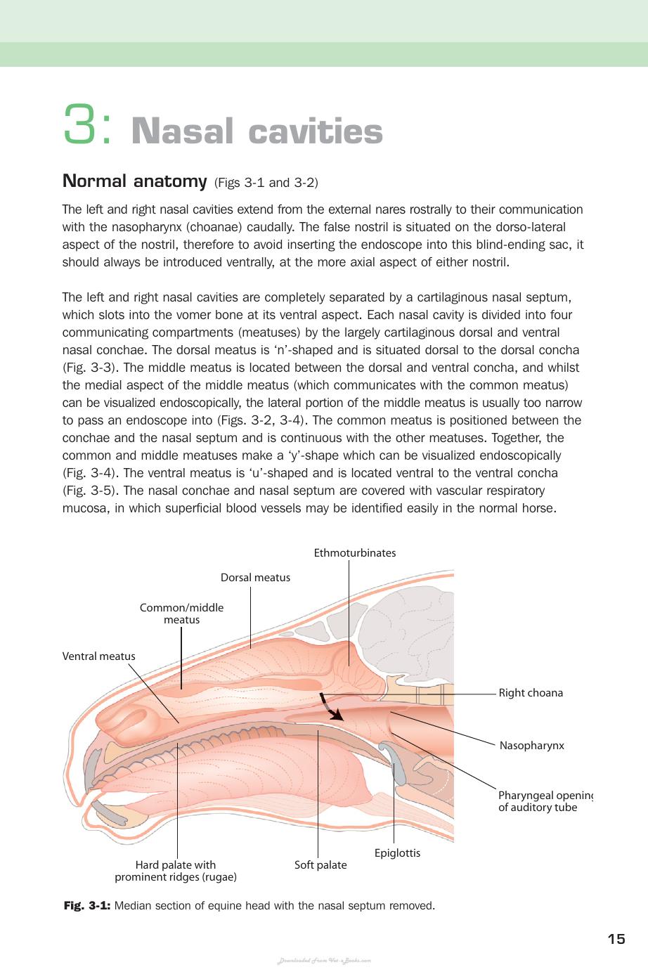 Handbook Of Equine Respiratory Endoscopy