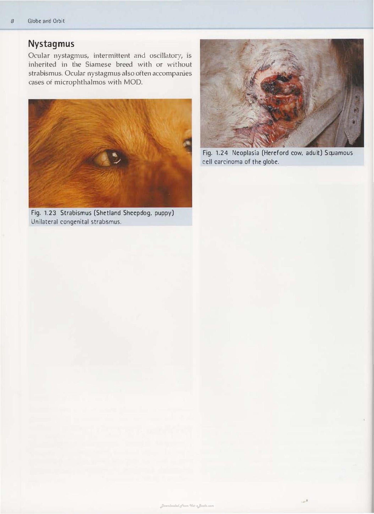 Diagnostic Atlas Of Veterinary Ophthalmology