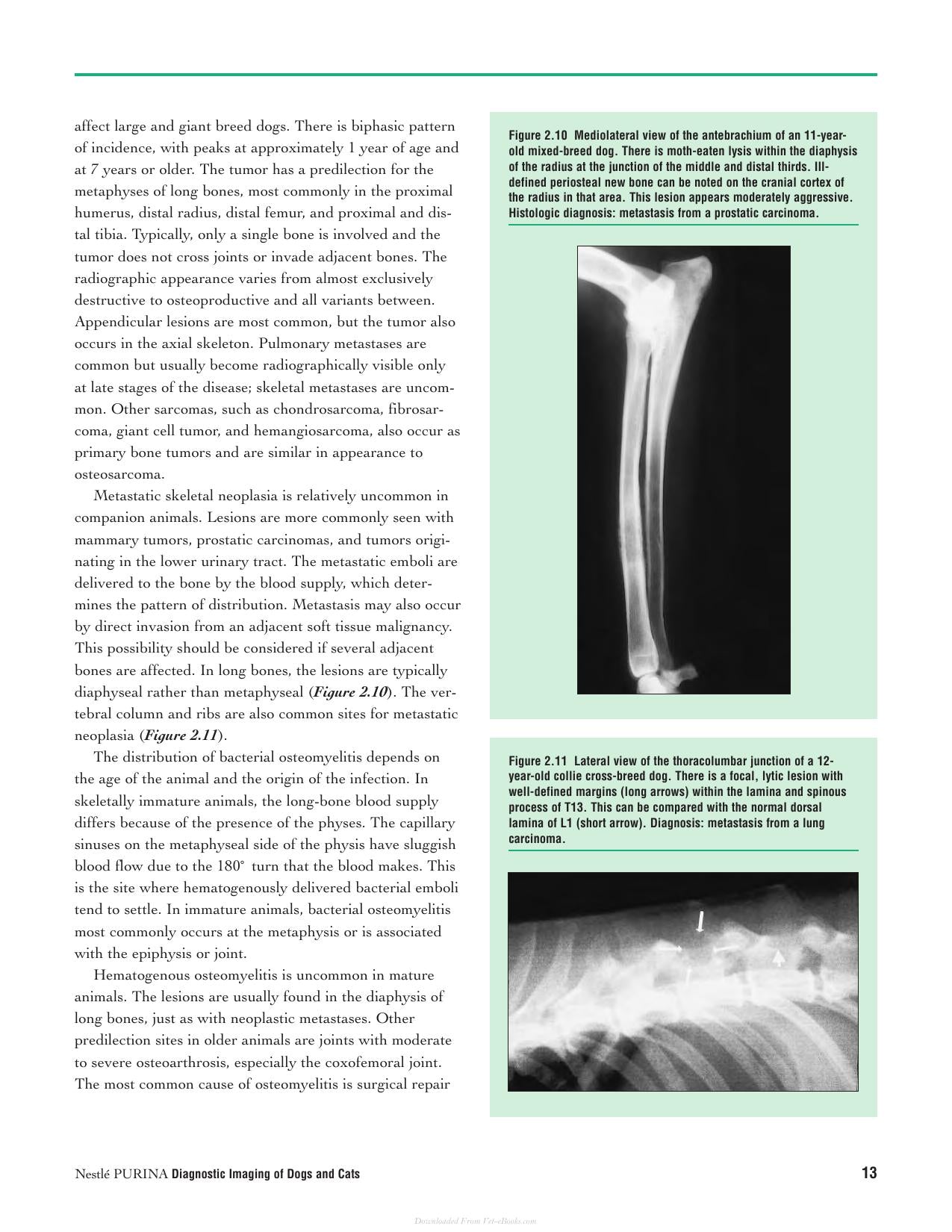 Diagnostic Imaging Of Dogs And Cats