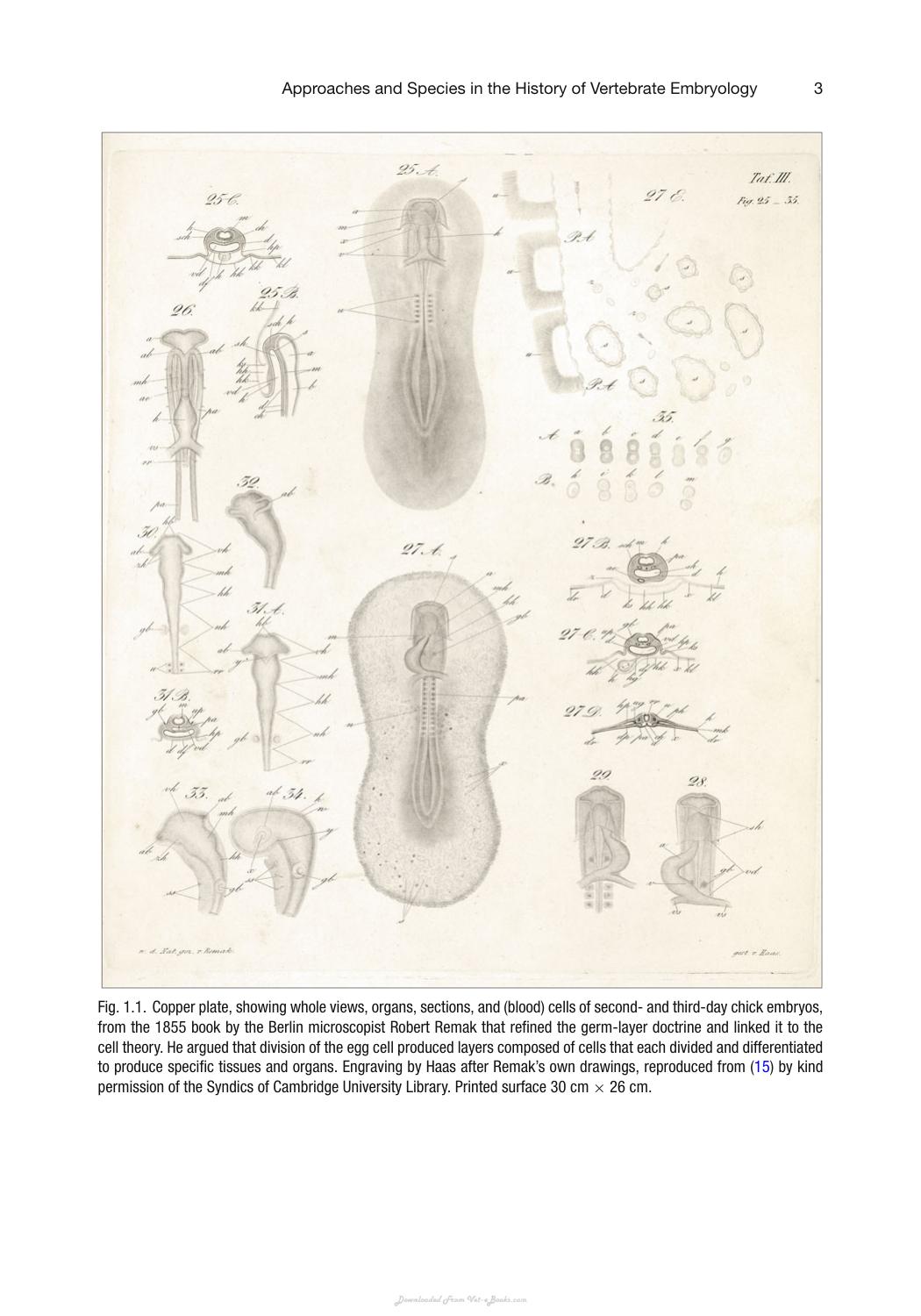 Vertebrate Embryogenesis Embryological Cellular And Genetic Methods