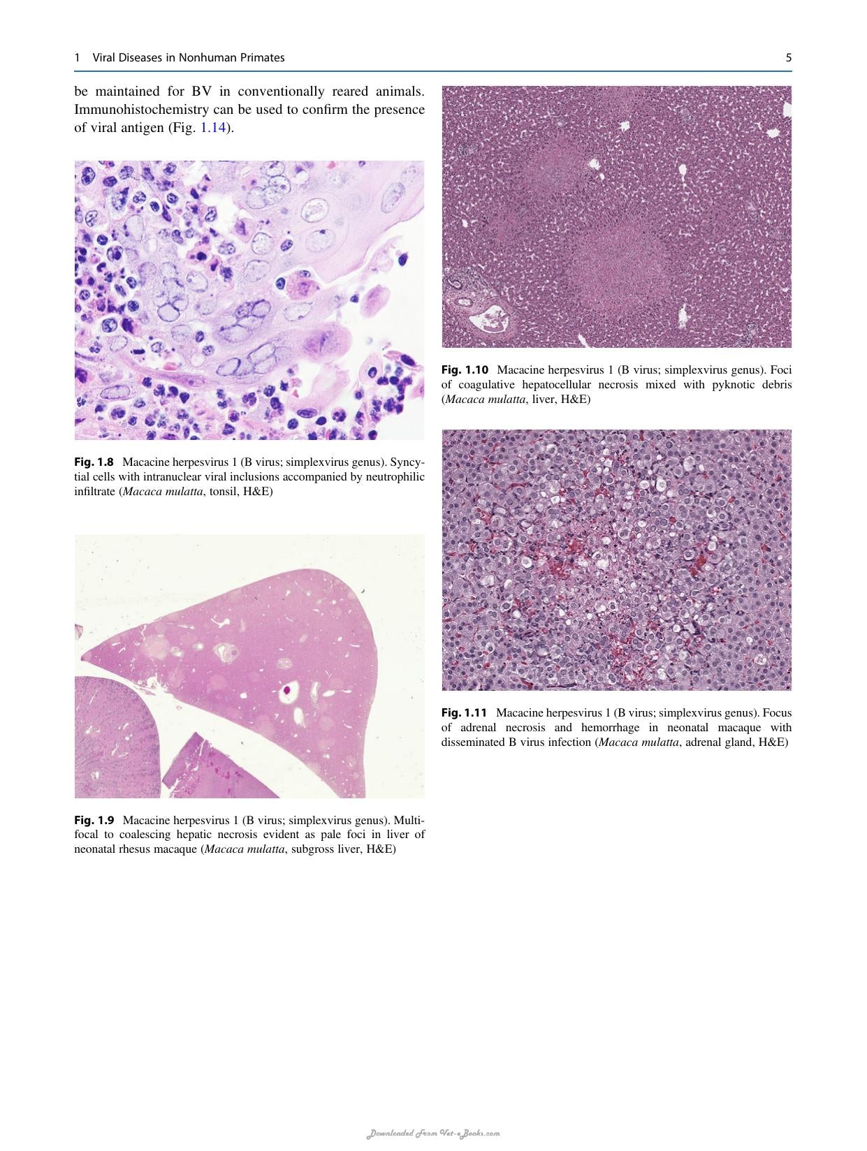 Atlas Of Diagnostic Pathology In Nonhuman Primates