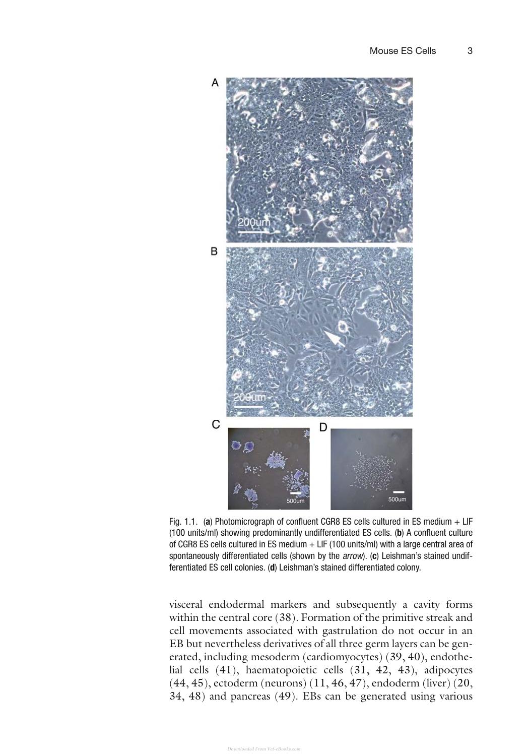 Mouse Cell Culture Methods And Protocols