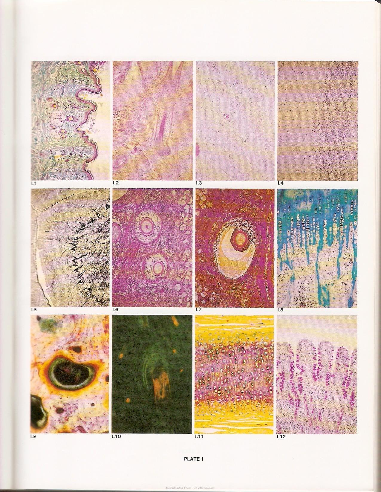 Applied Veterinary Histology 3Rd Edition