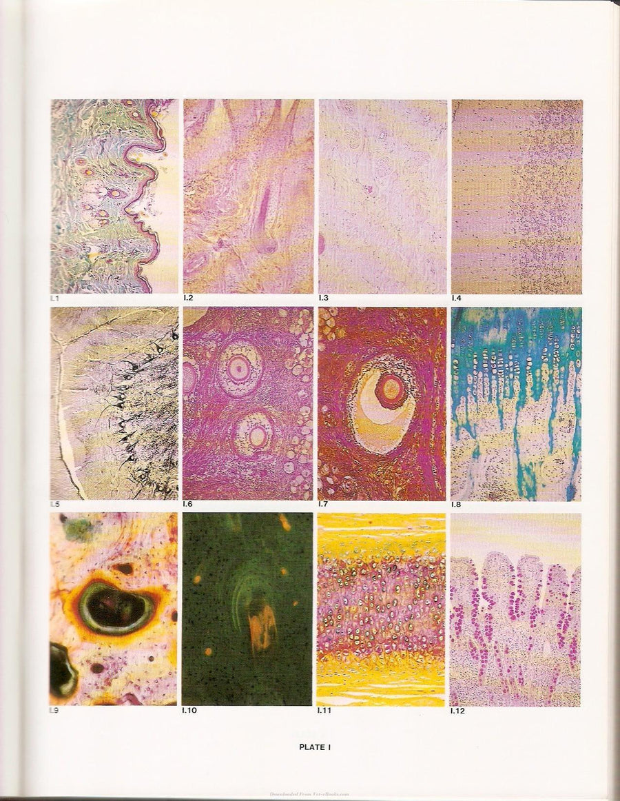 Preview page of Applied Veterinary Histology 3rd Edition