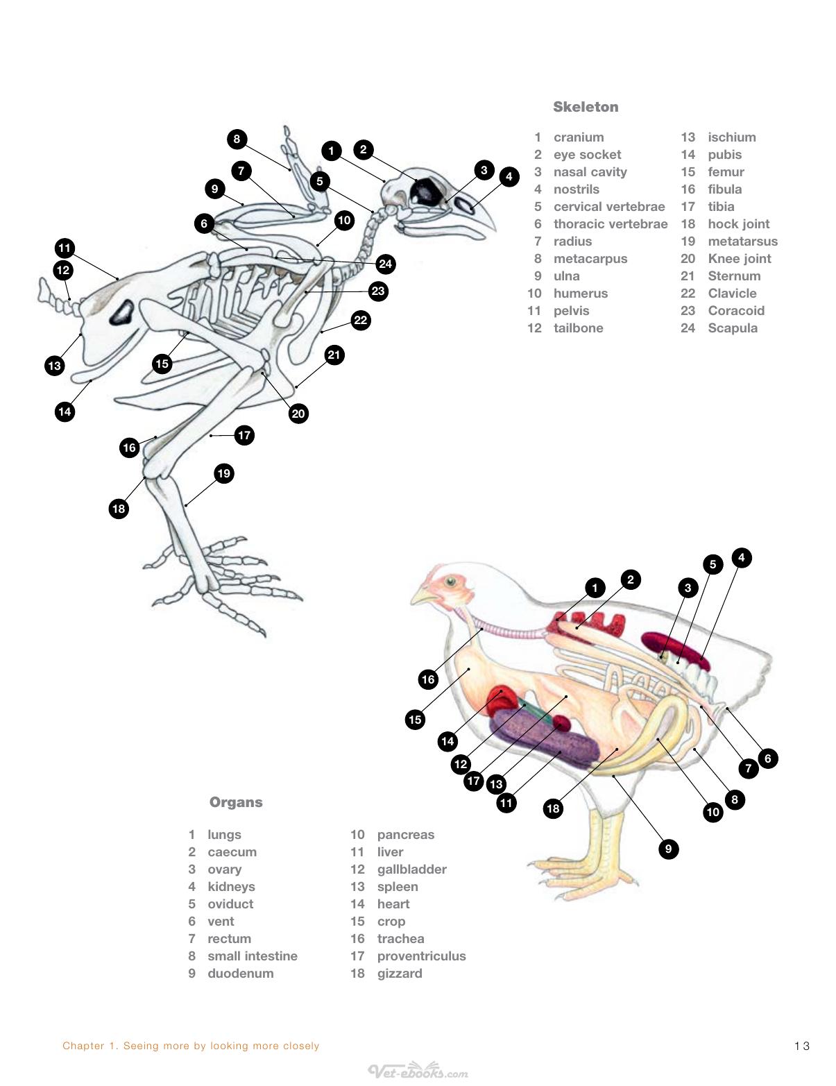 Broiler Signals A Practical Guide To Broiler Focused Management