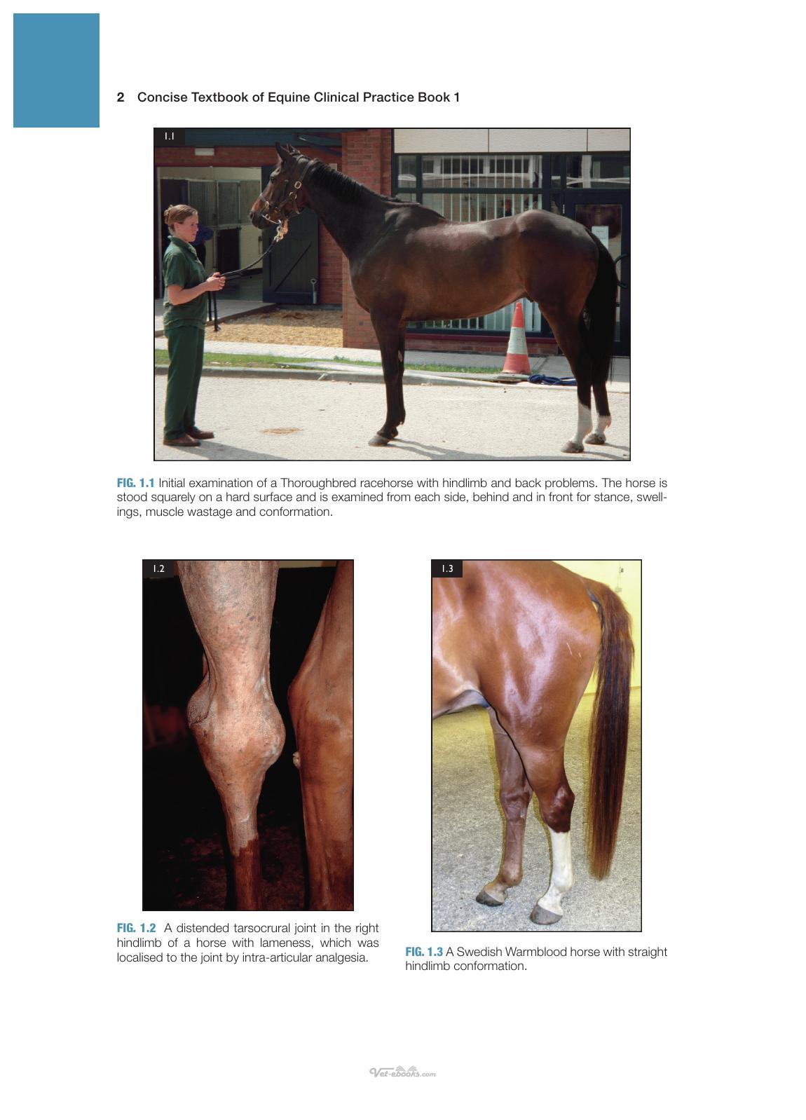 Concise Textbook Of Equine Clinical Practice Book 1 Lameness