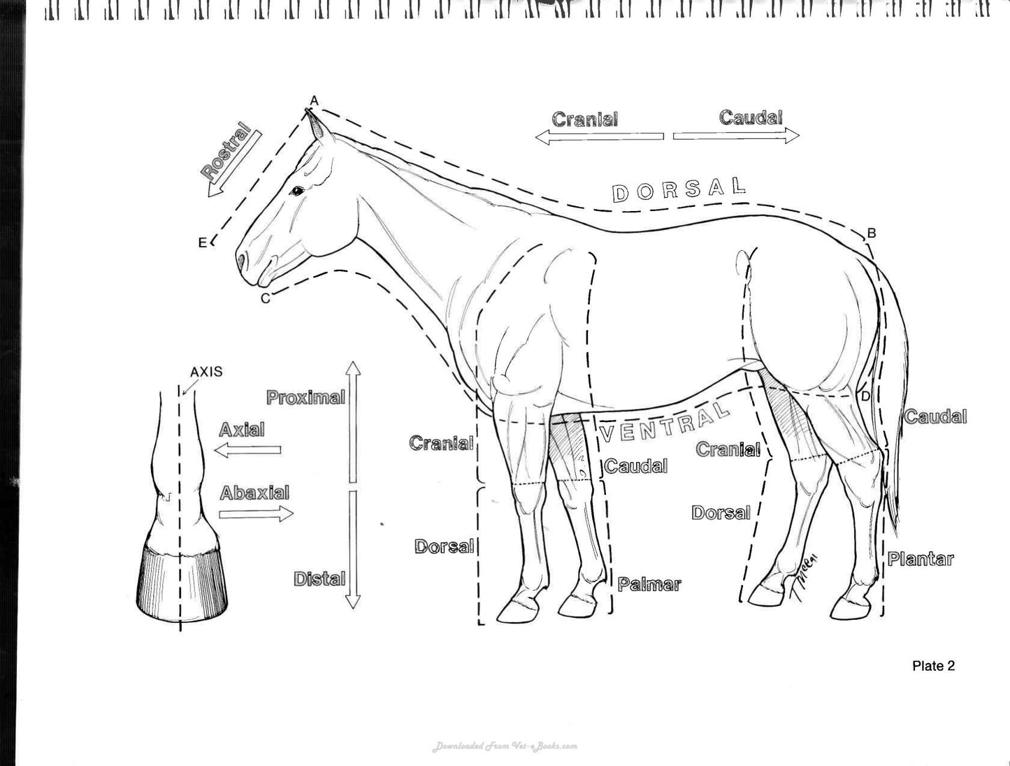 Horse Anatomy Coloring Atlas 2Nd Edition