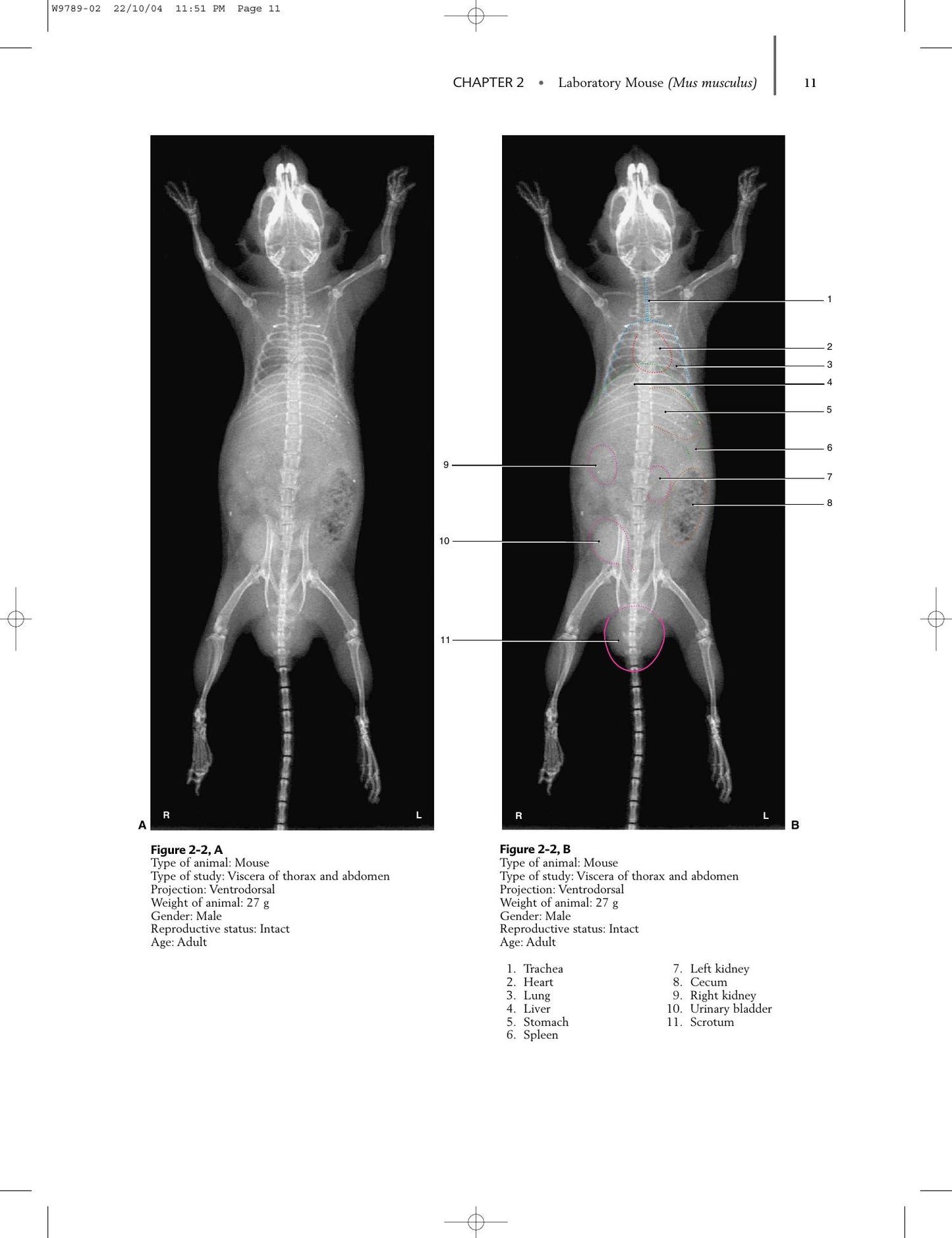 Radiology Of Rodents Rabbits And Ferrets An Atlas Of Normal Anatomy And Positioning