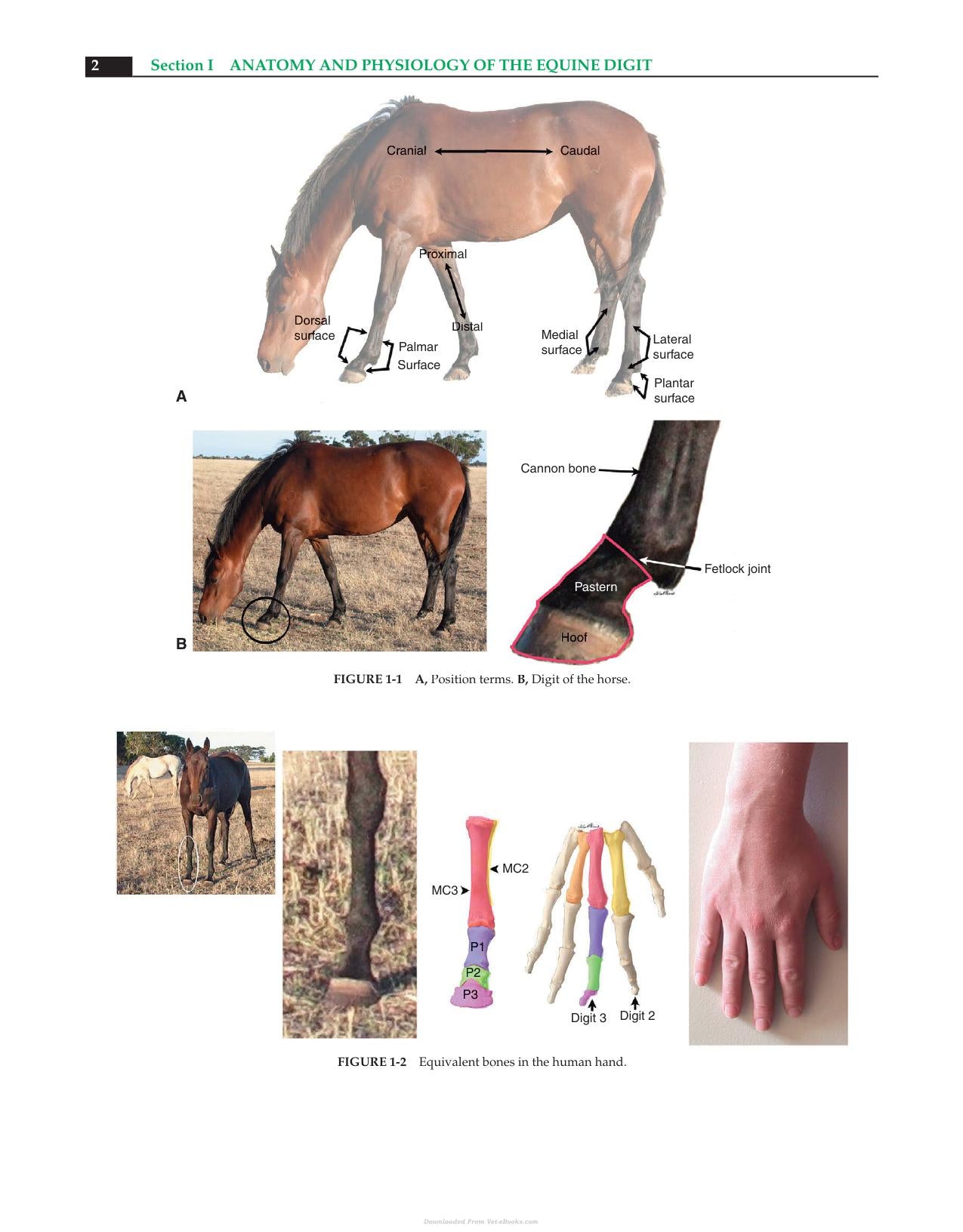 Equine Podiatry