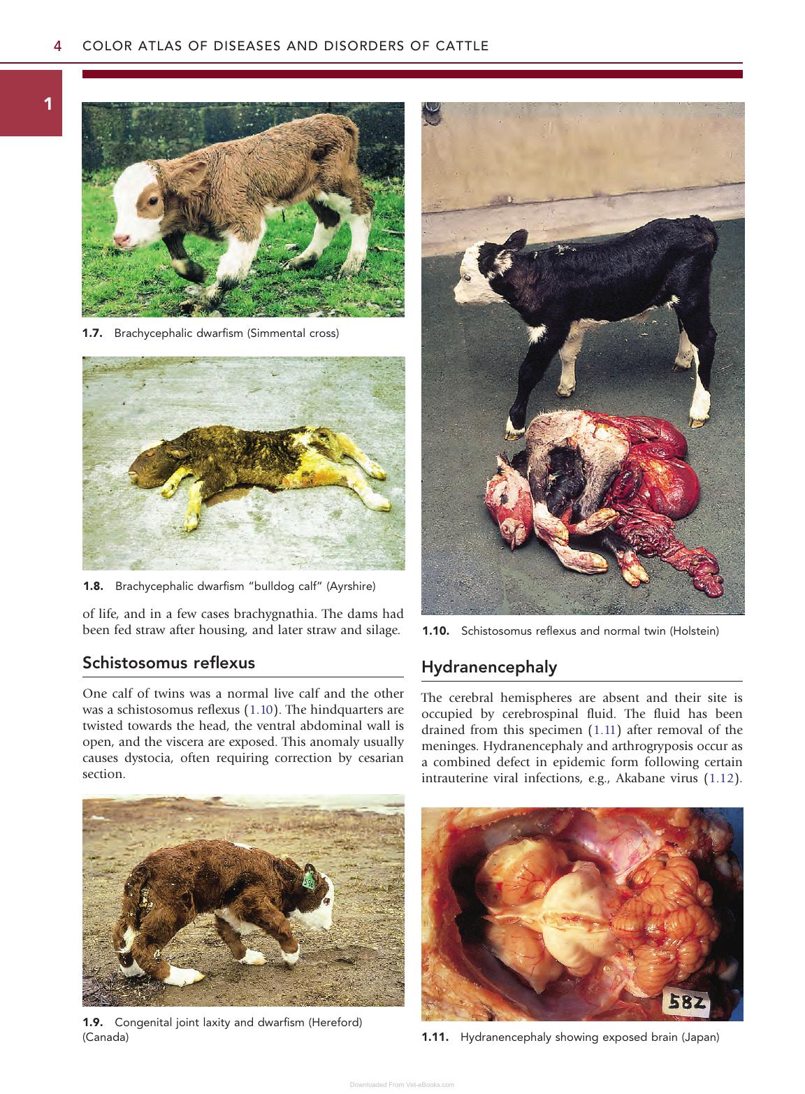 Color Atlas Diseases Disorders Cattle 3Rd Edition
